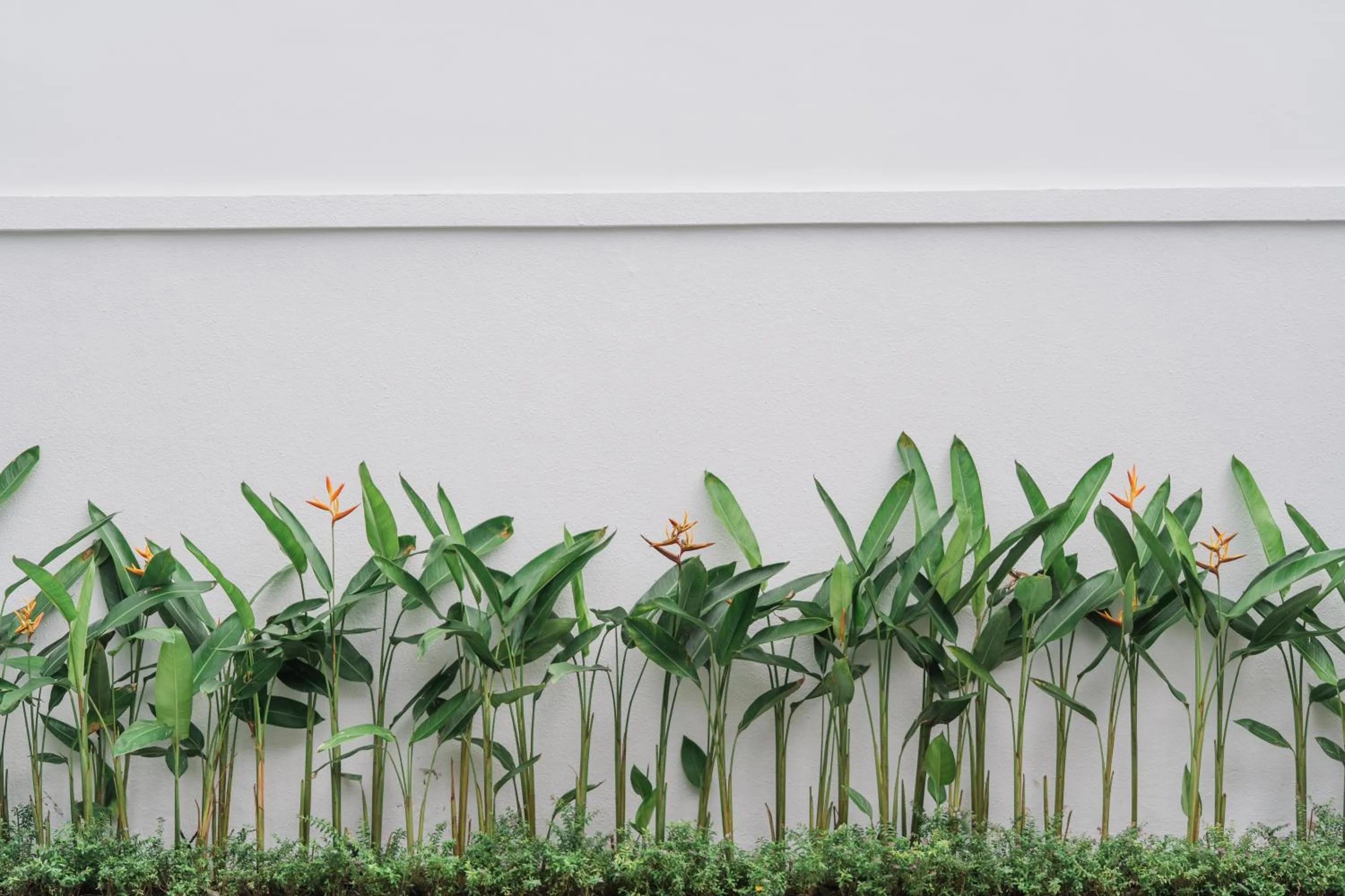 Garden in Villa Noni Kerobokan - By Bali Lyfe Venture