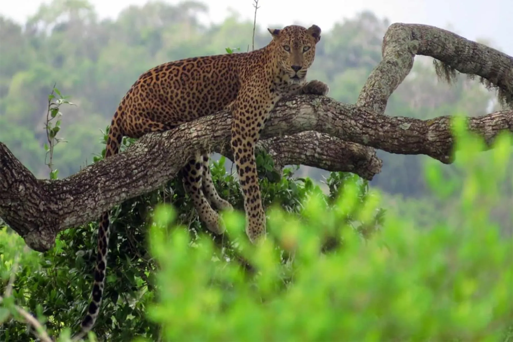 Animals in Thaulle Ayurveda Resort - Yala