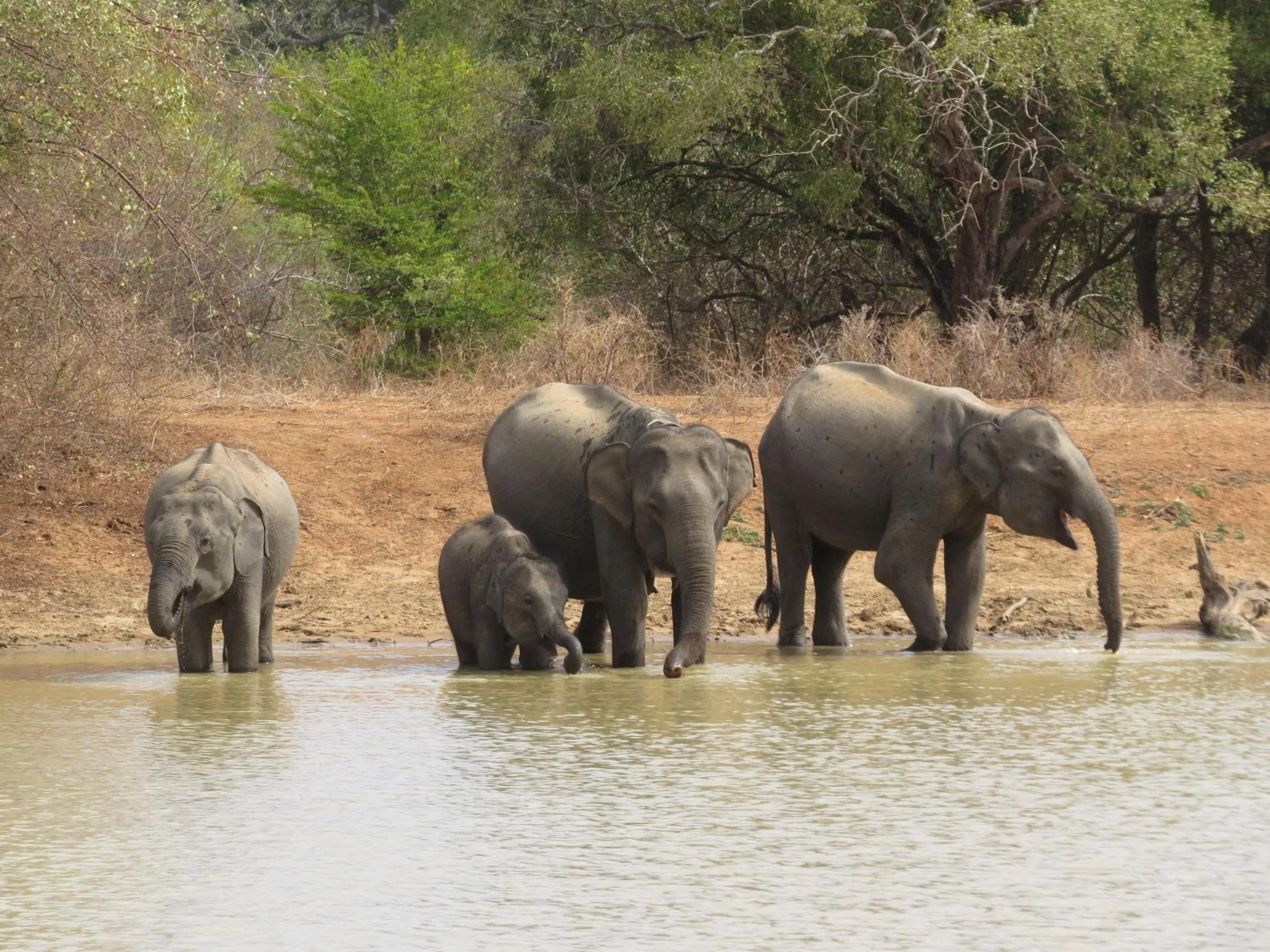 Nearby landmark in Thaulle Ayurveda Resort - Yala