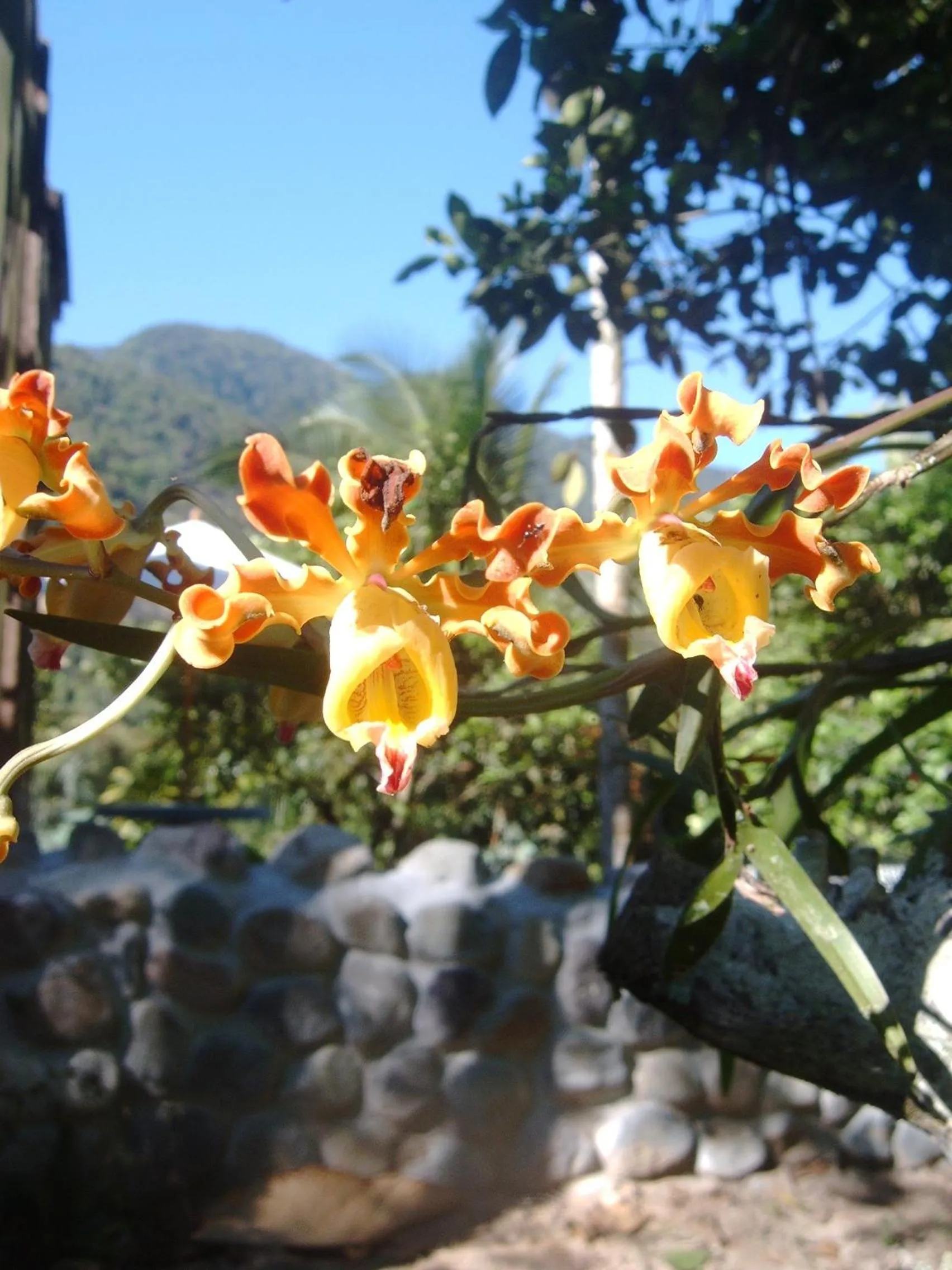 Garden in Omega Tours Eco-Jungle Lodge
