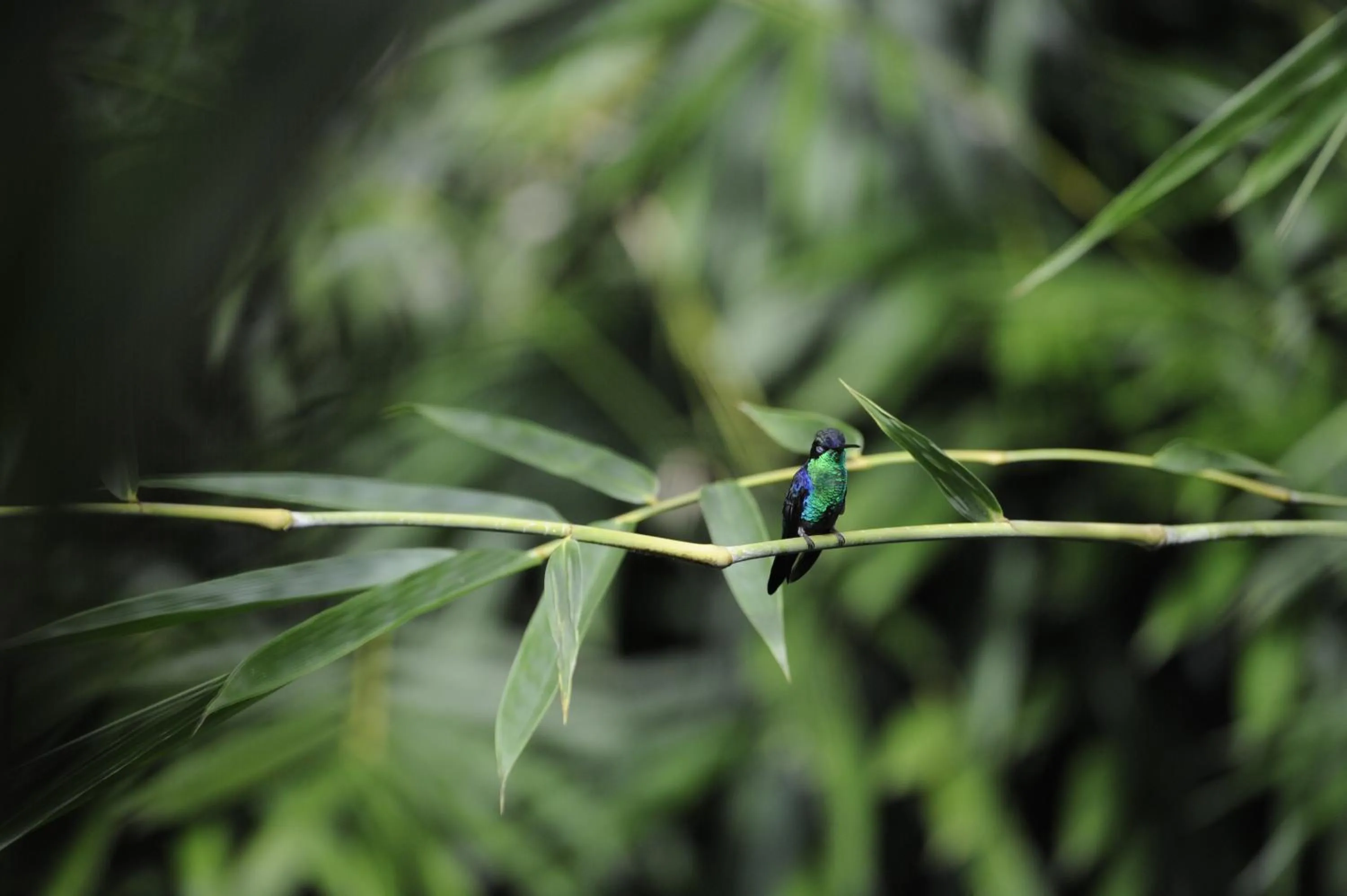 Animals in Omega Tours Eco-Jungle Lodge