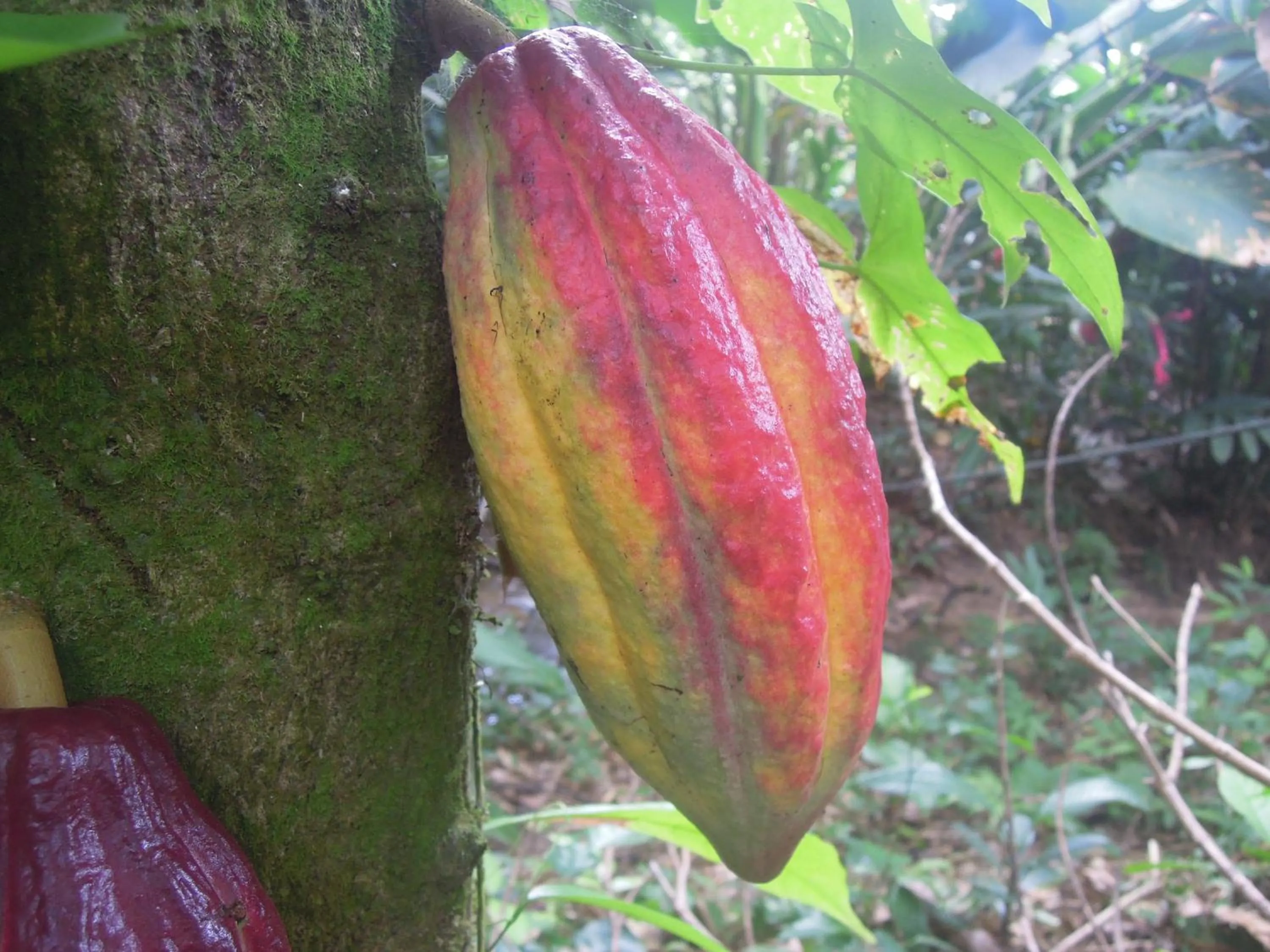 Garden in Omega Tours Eco-Jungle Lodge