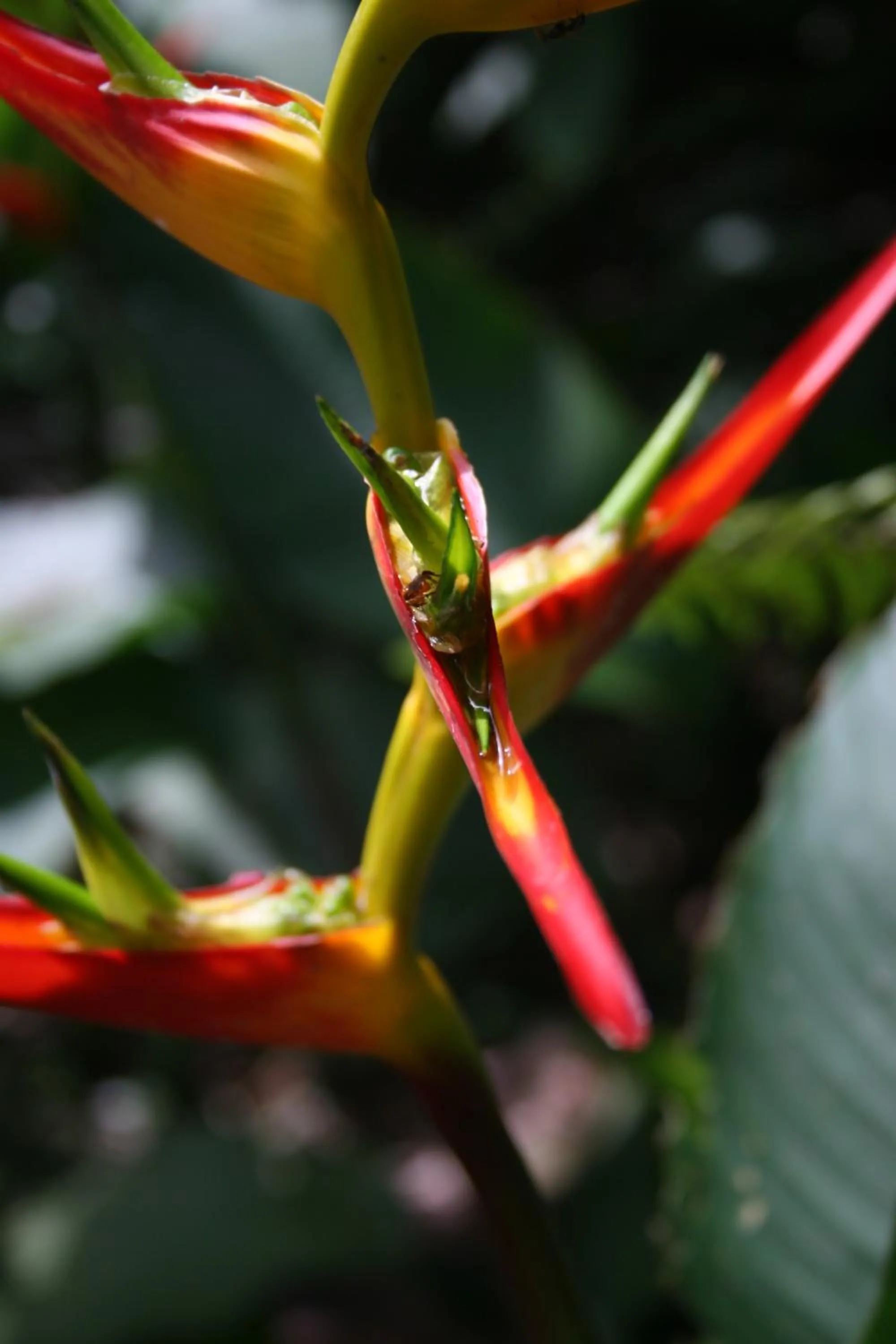 Garden in Omega Tours Eco-Jungle Lodge