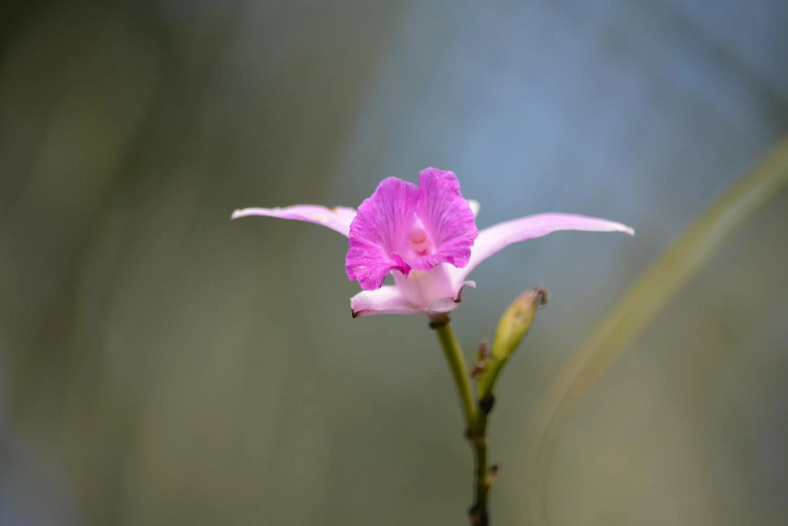 On site in Omega Tours Eco-Jungle Lodge