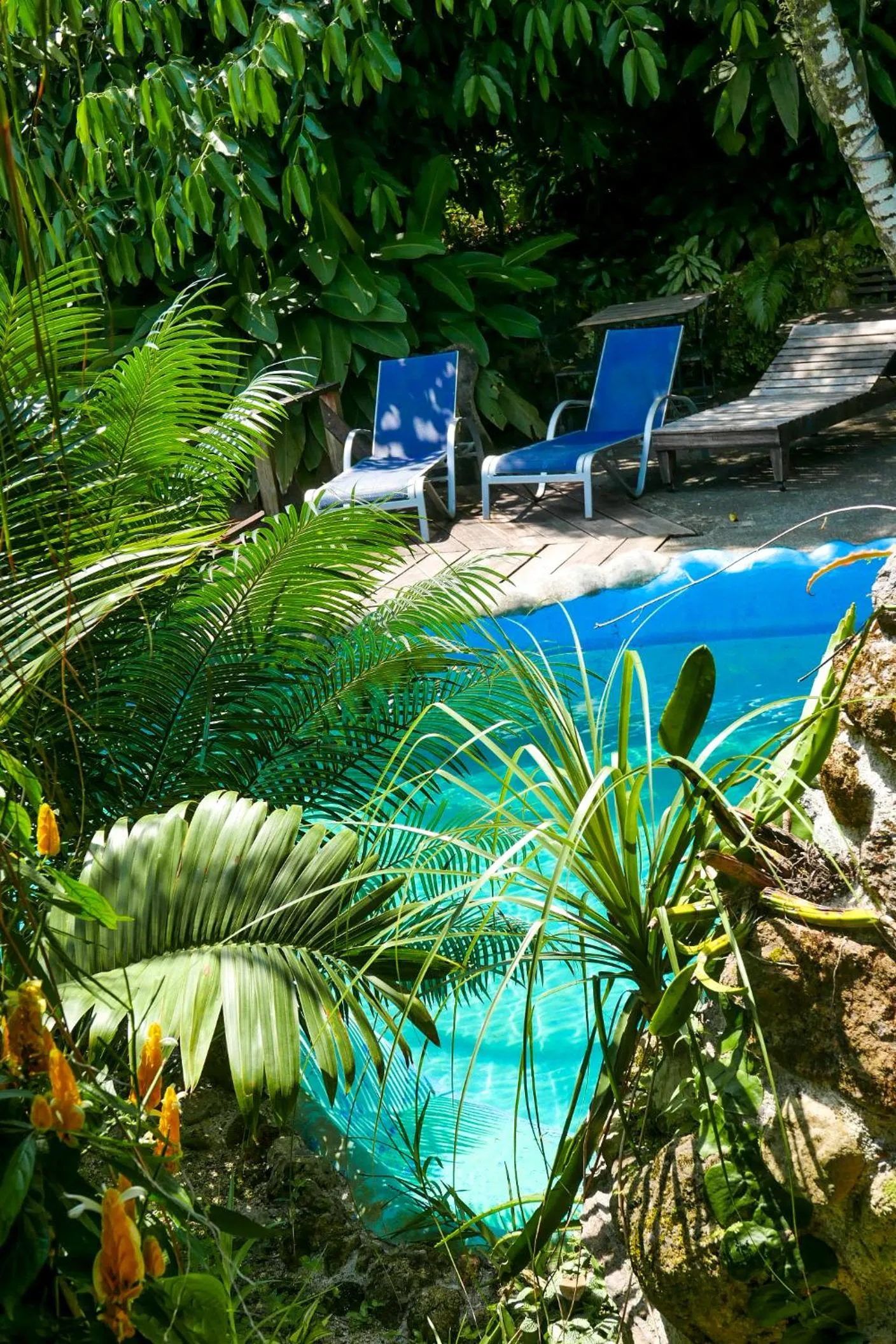 Swimming pool in Omega Tours Eco-Jungle Lodge