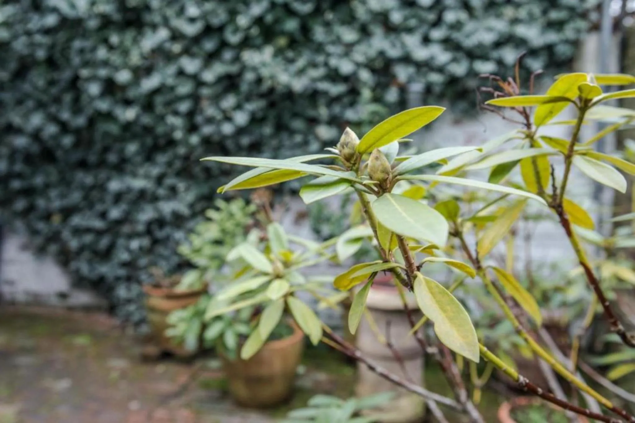 Patio in The Blue House