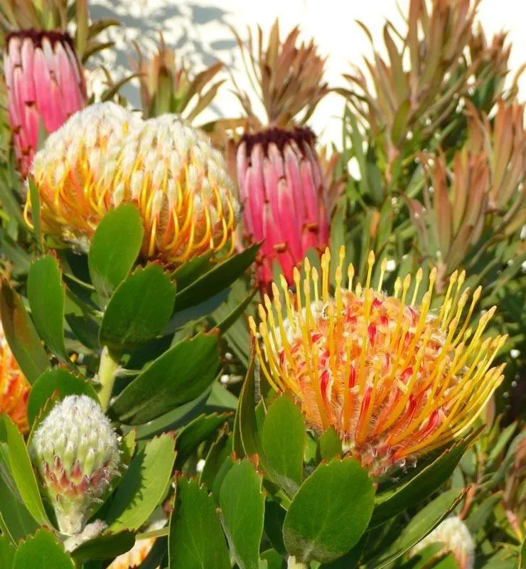 Natural landscape in 65onCliff