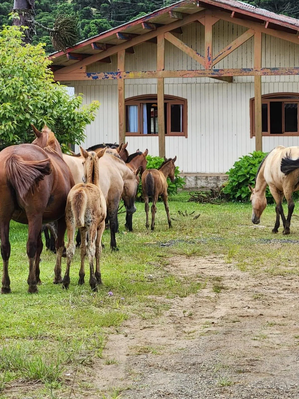 Horse-riding in Pousada Água Santa