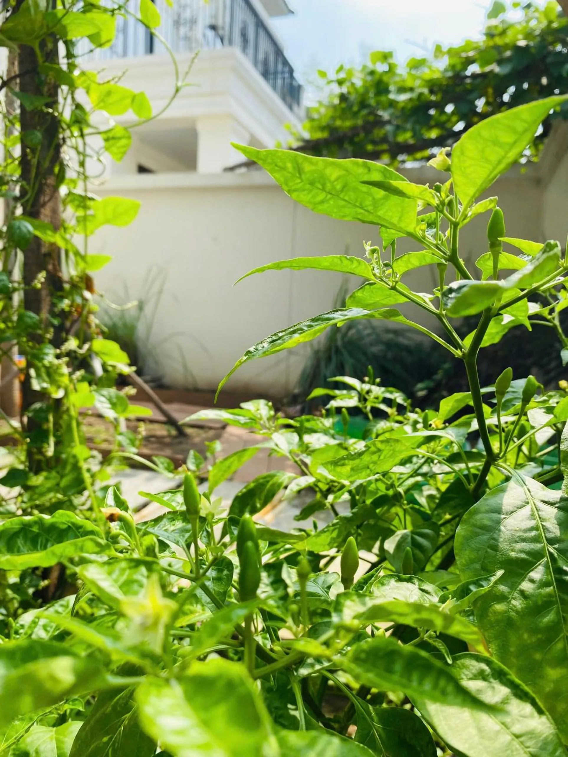 Garden in Thong Dong Homestay