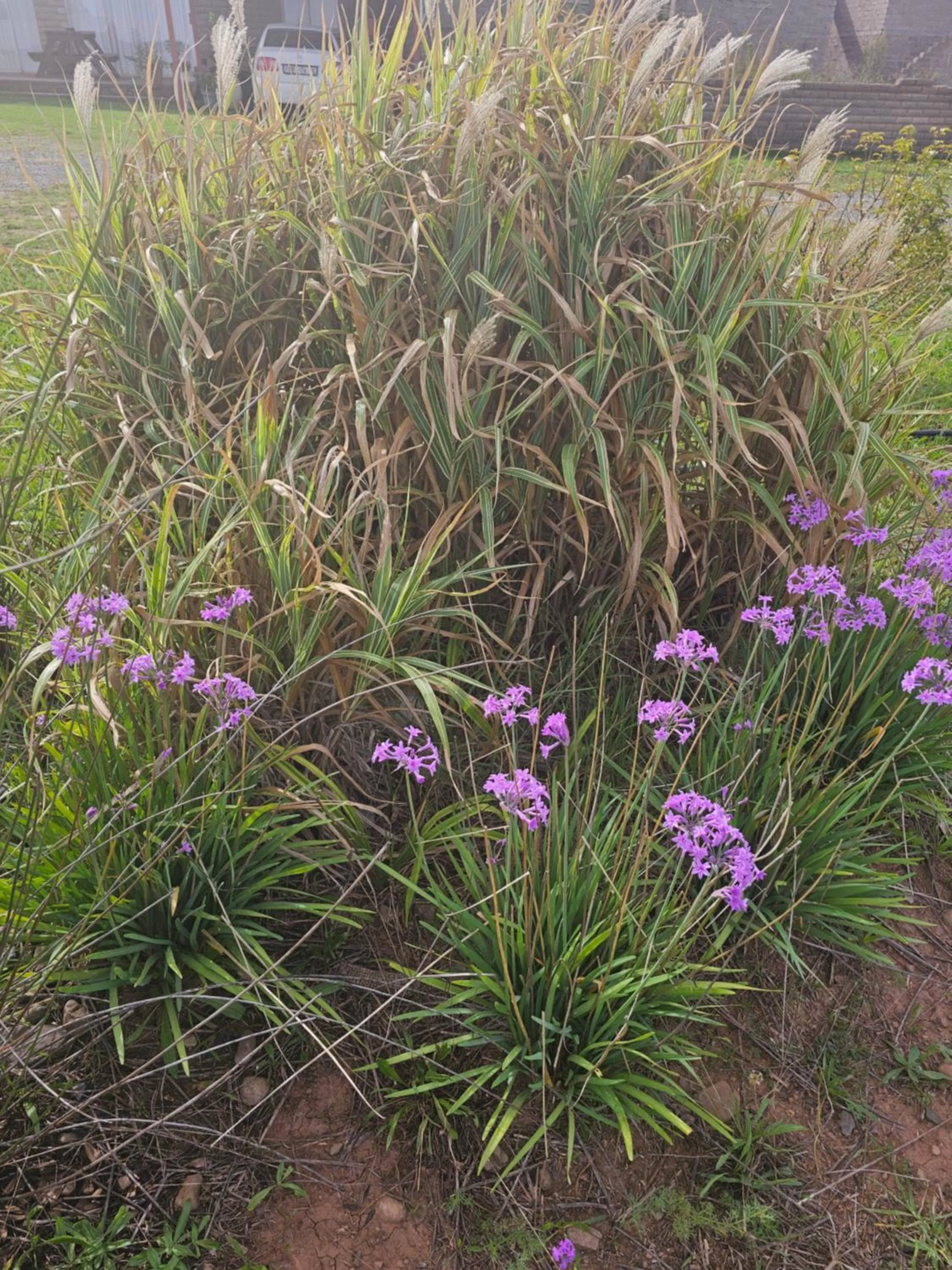 Garden in Amberdale Estate Self Catering