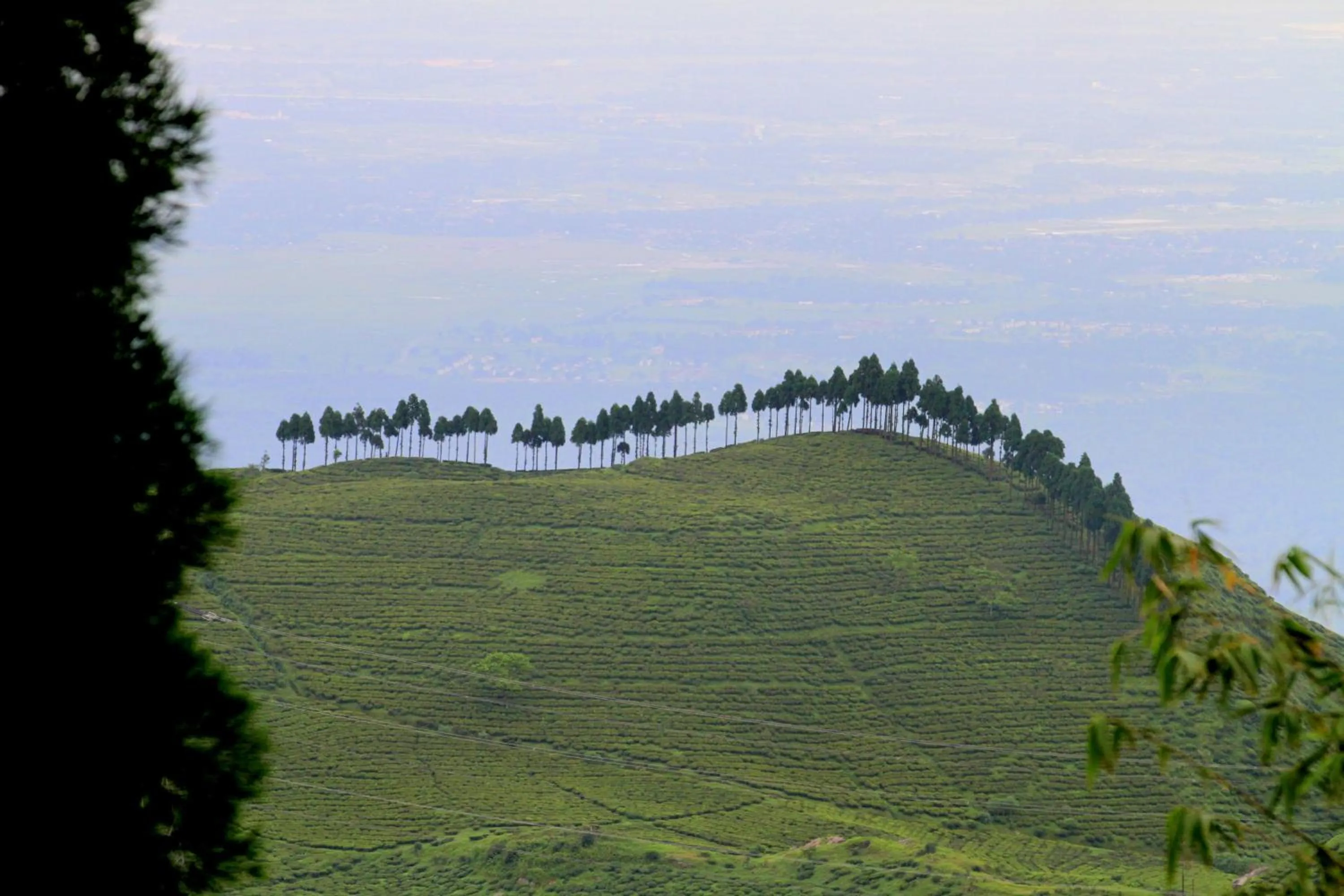 Garden in Sourenee Tea Estate