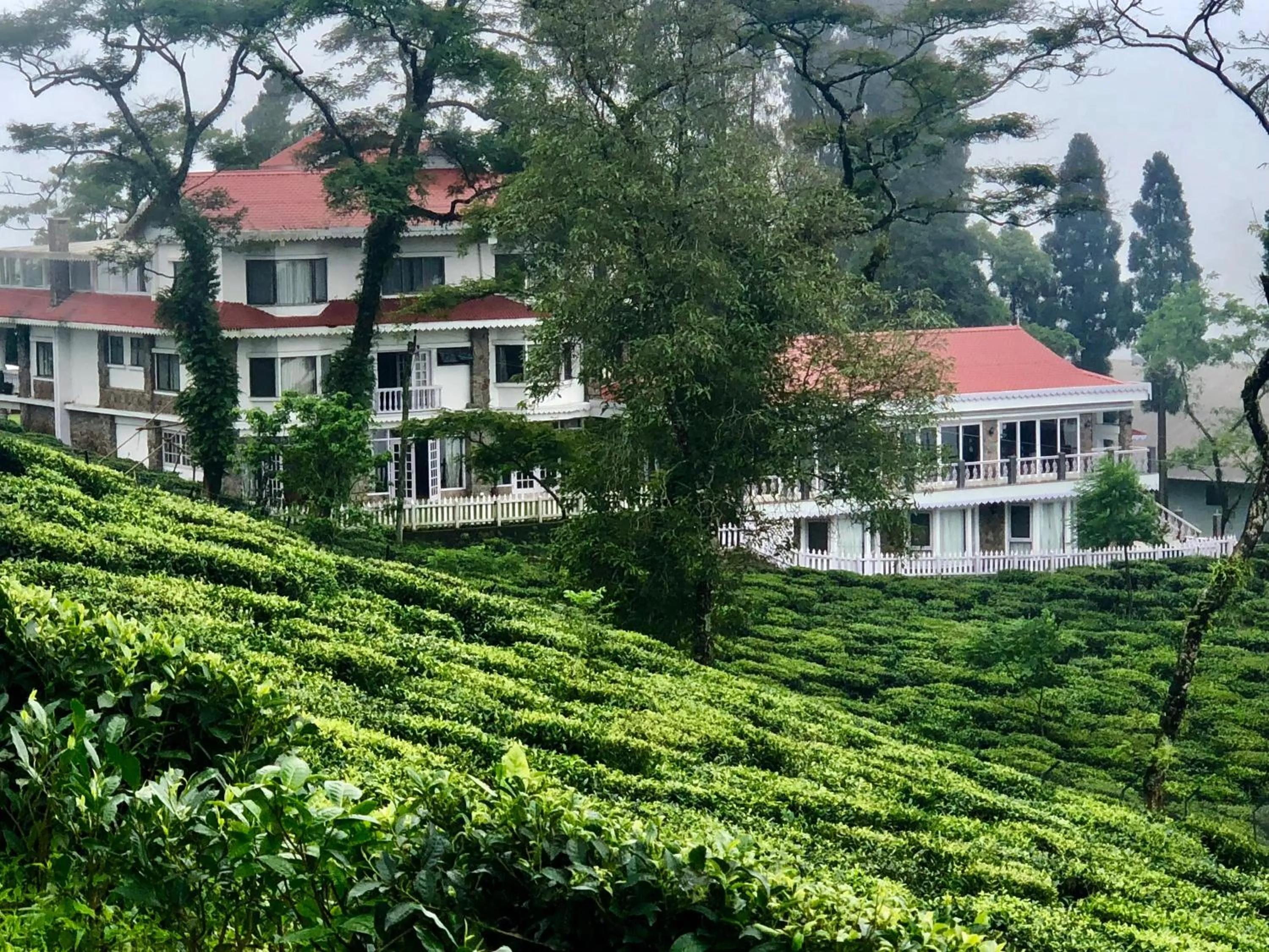 Sourenee Tea Estate