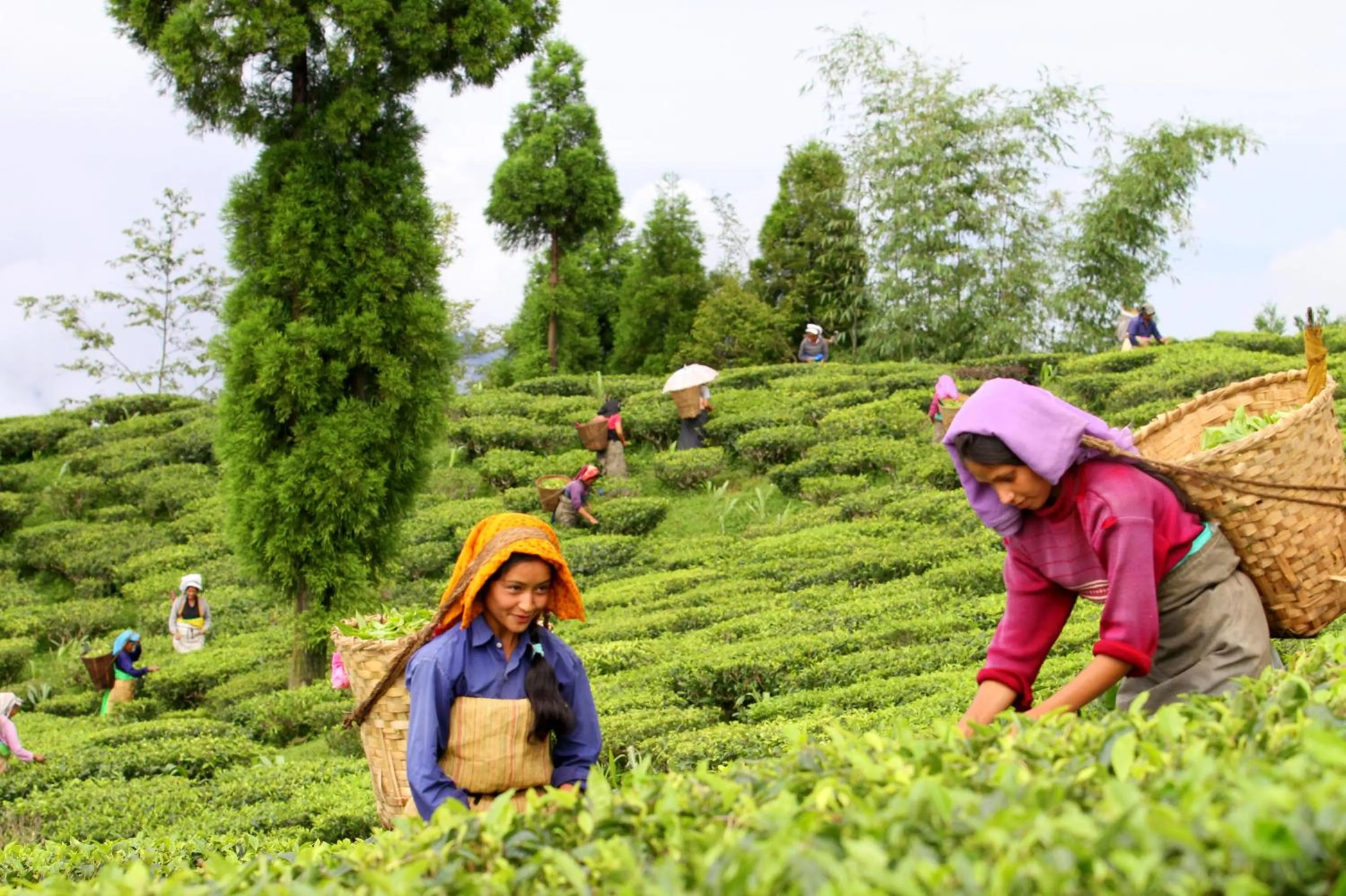 Staff in Sourenee Tea Estate