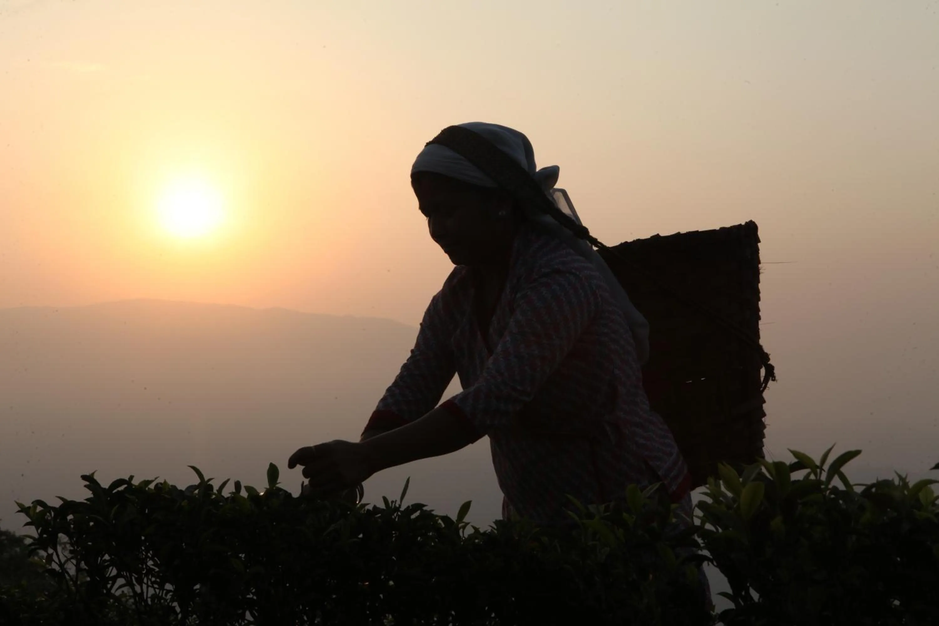 Other in Sourenee Tea Estate
