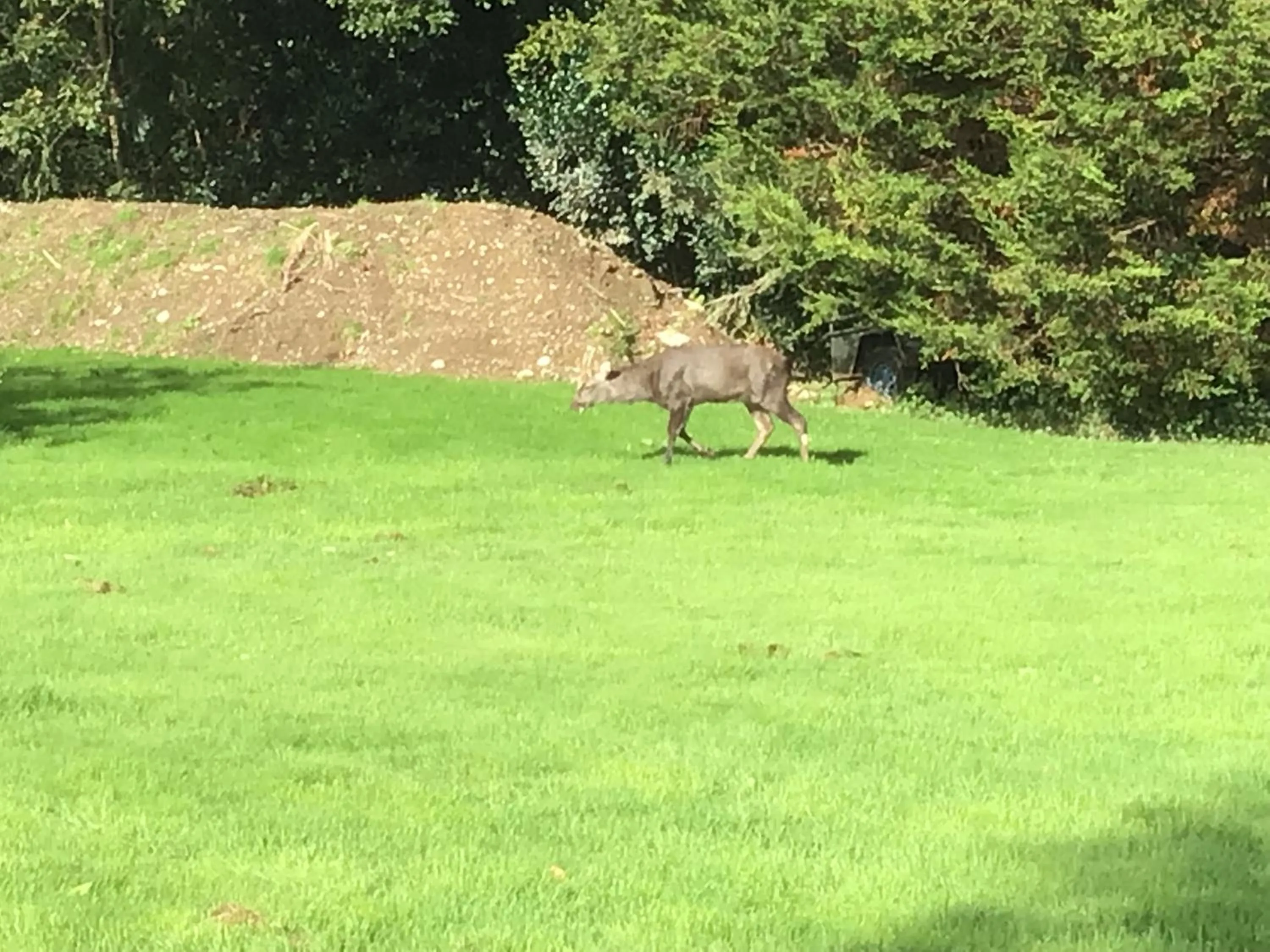 Garden in Aran Lodge