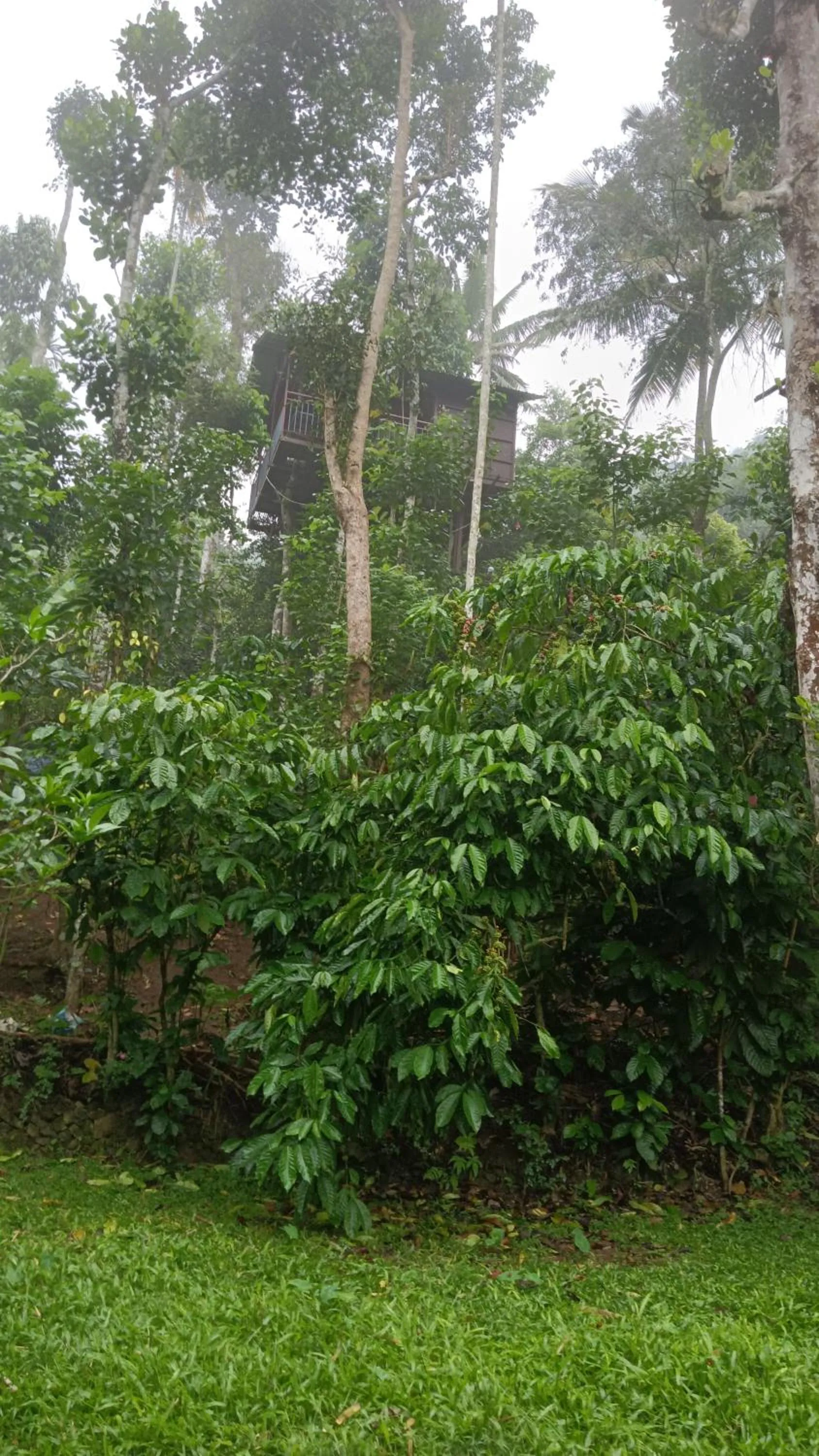 The wayside cottage Munnar