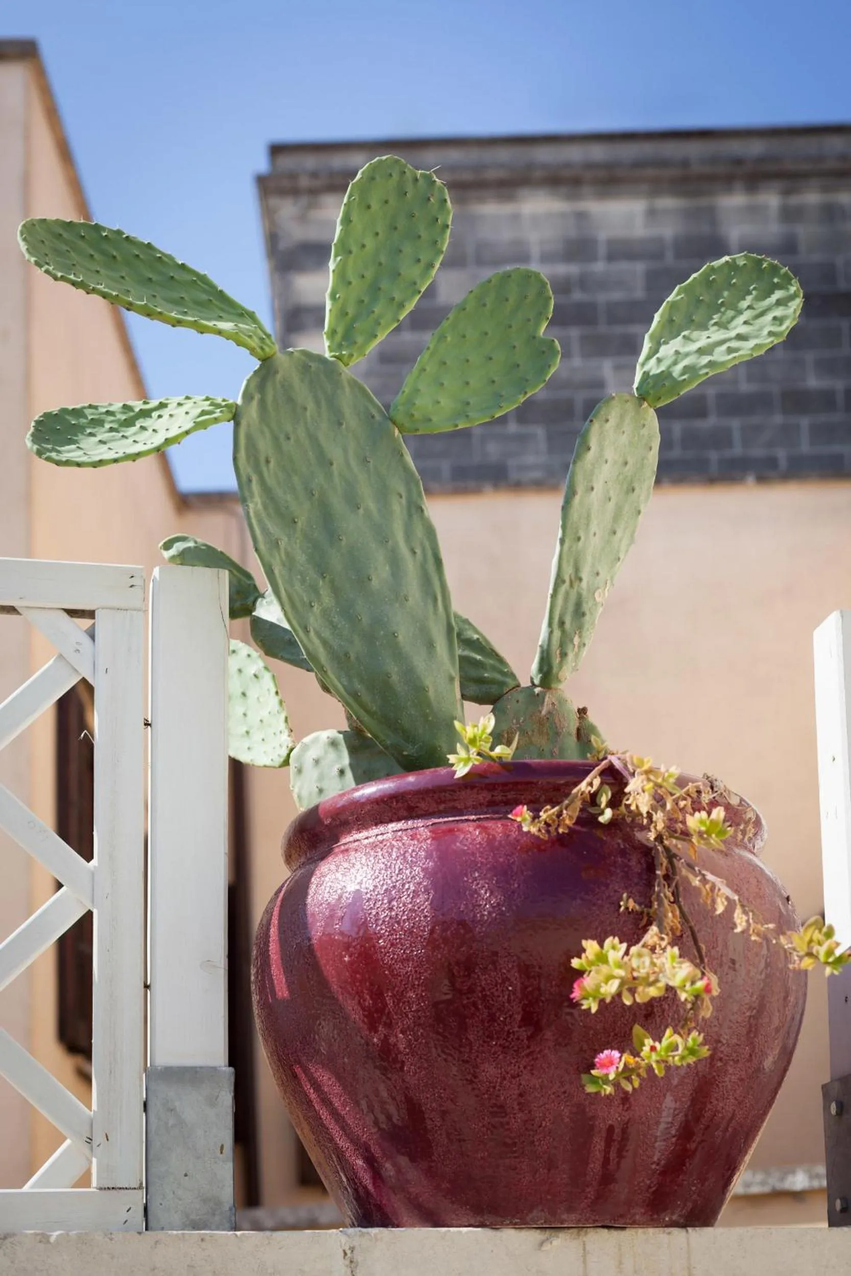 Garden view in B&B Corte Dei Taralli