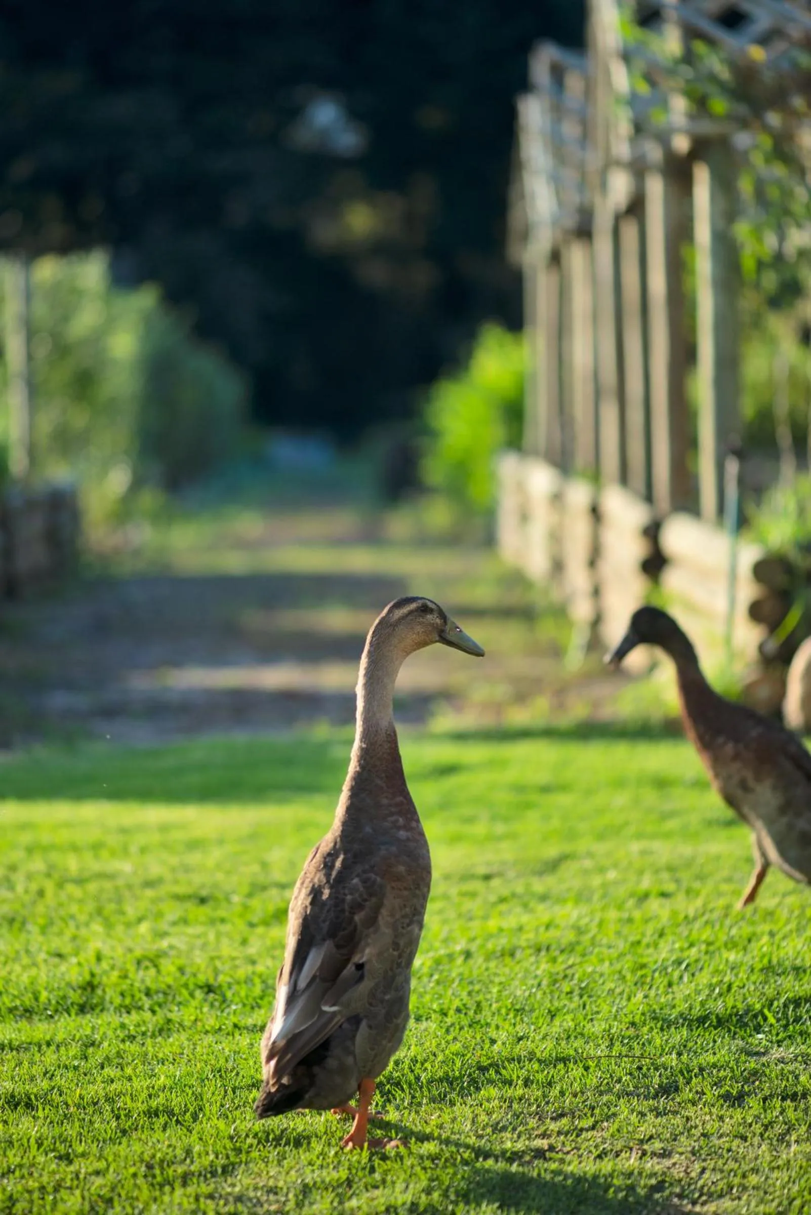 Garden in Boschendal Farm Estate