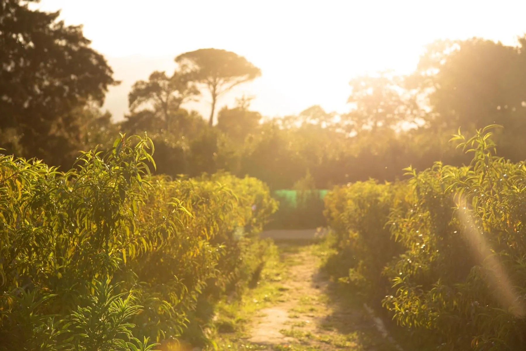 Garden in Boschendal Farm Estate