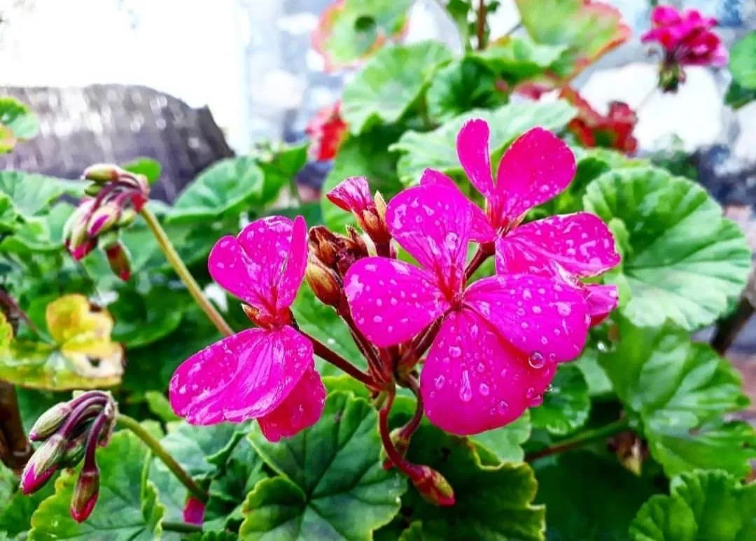 Garden in Otantik Tas Ev