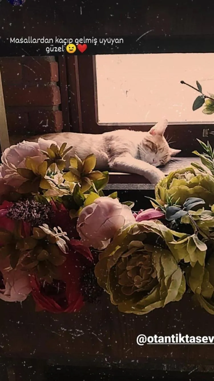 Property building in Otantik Tas Ev