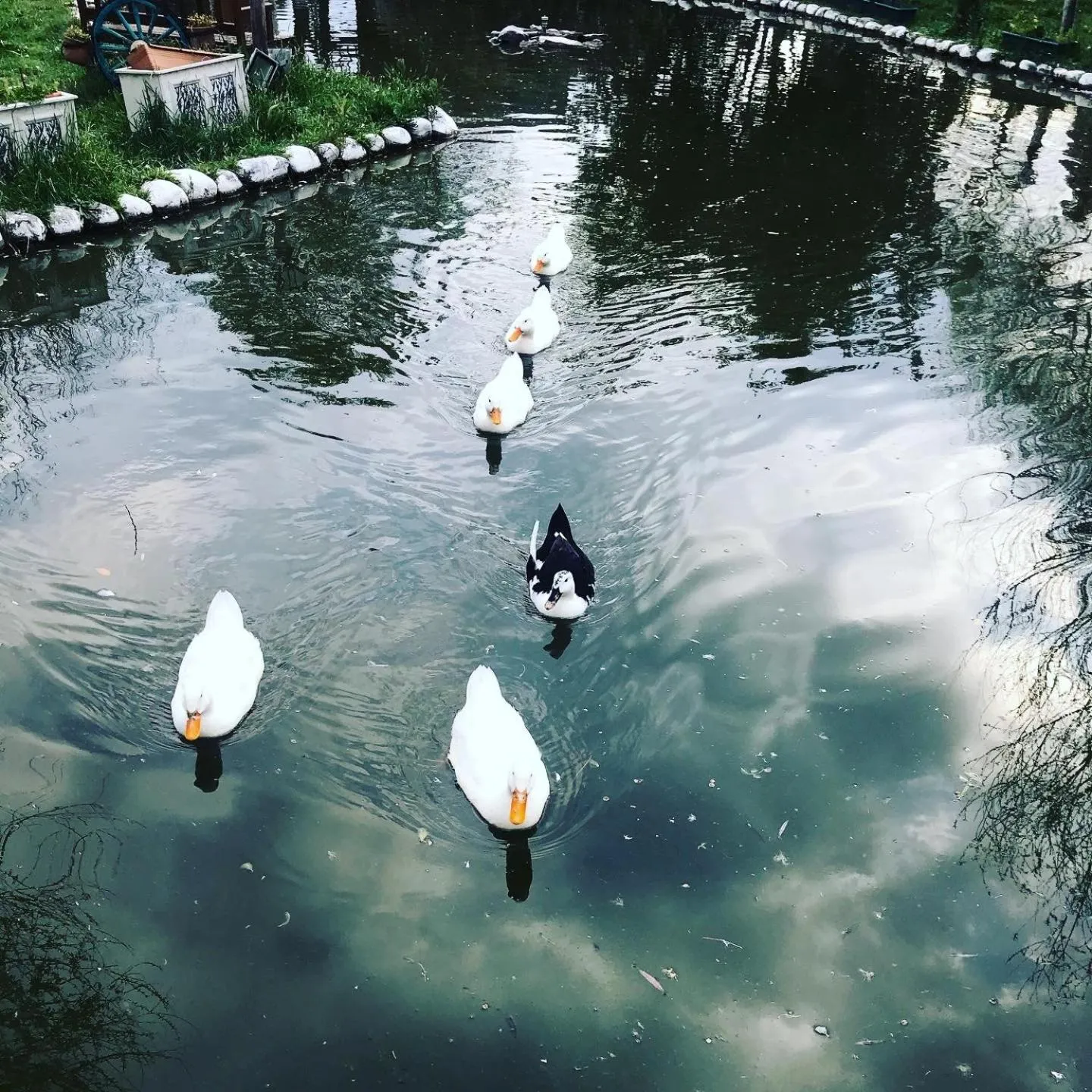 Pets in Otantik Tas Ev