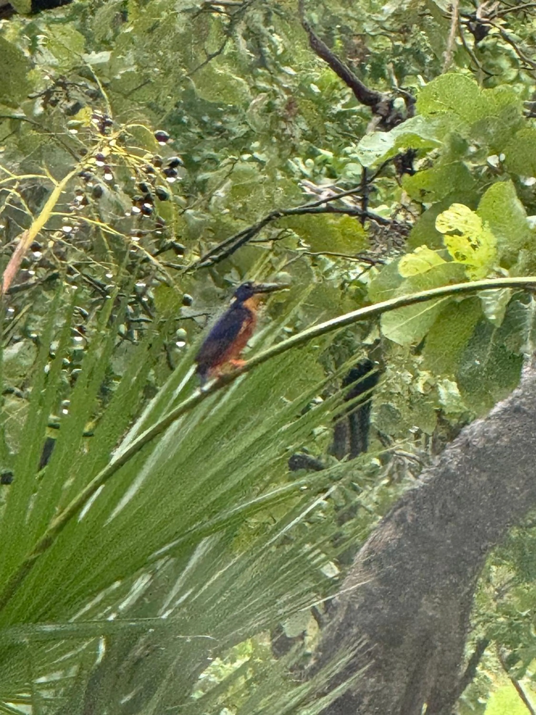 Animals in Darwin Boomerang Motel and Caravan Park