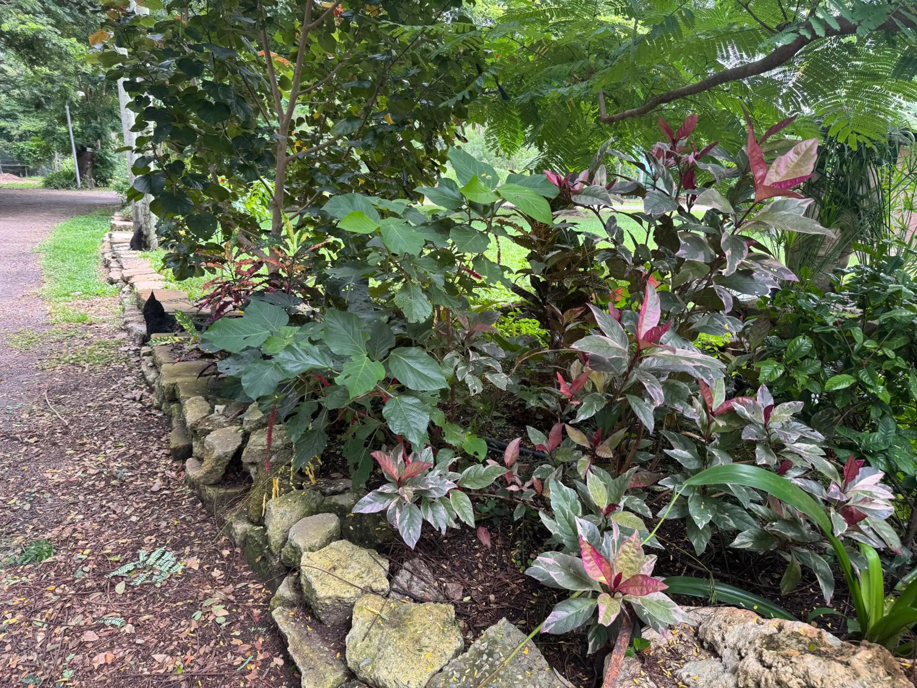 Garden in Darwin Boomerang Motel and Caravan Park