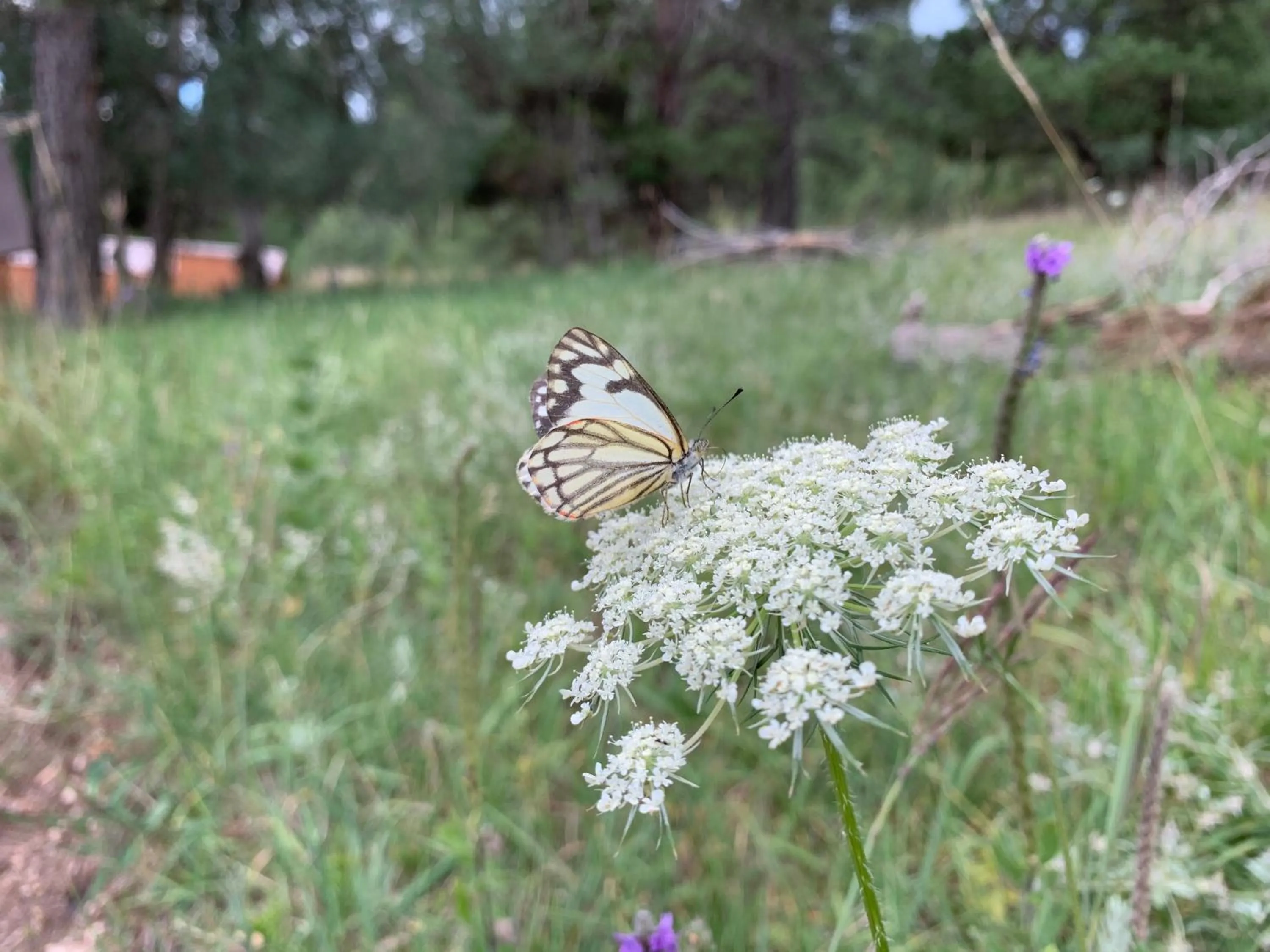Hiking in Bearlodge Mountain Resort
