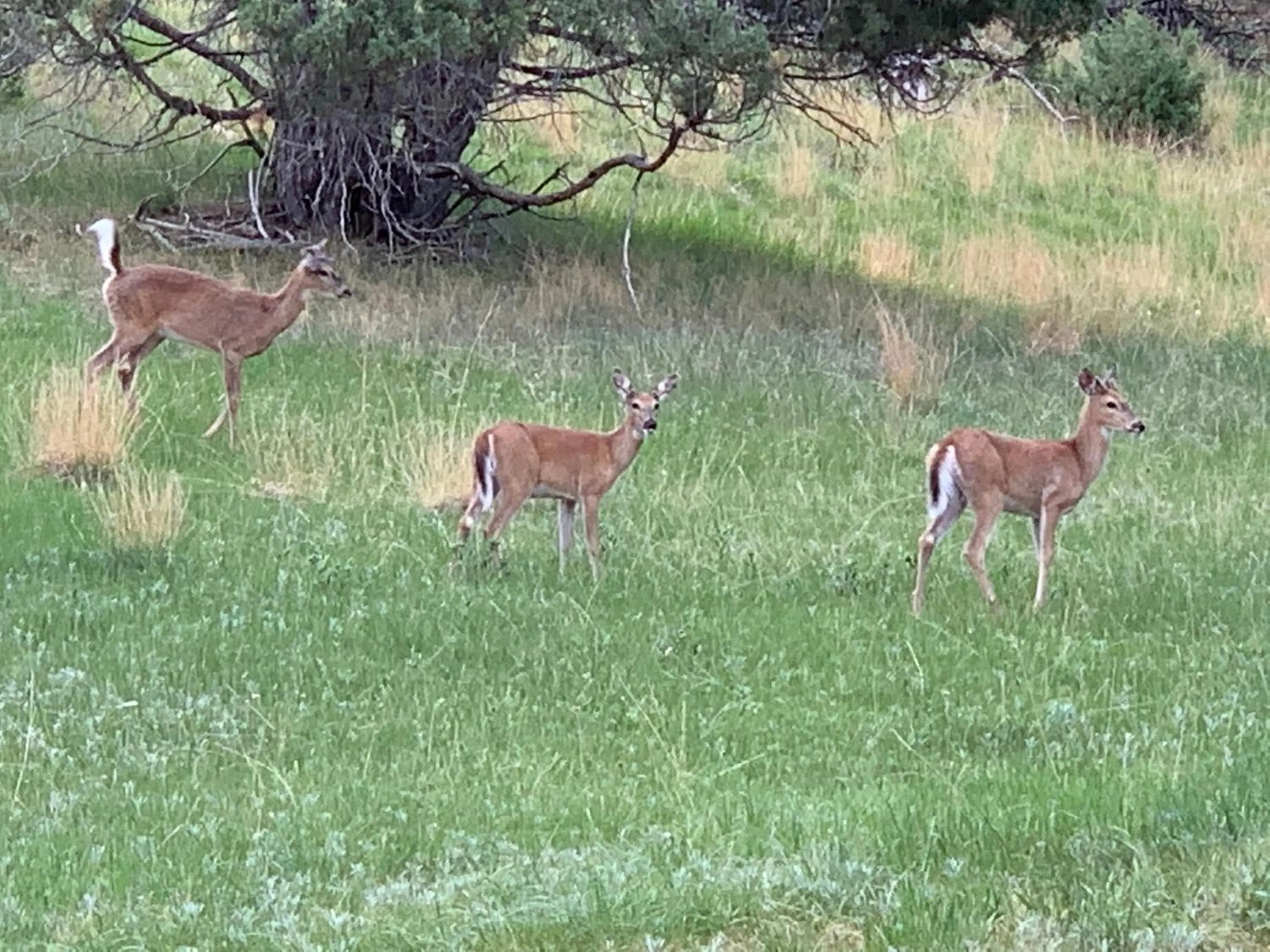 Hiking in Bearlodge Mountain Resort