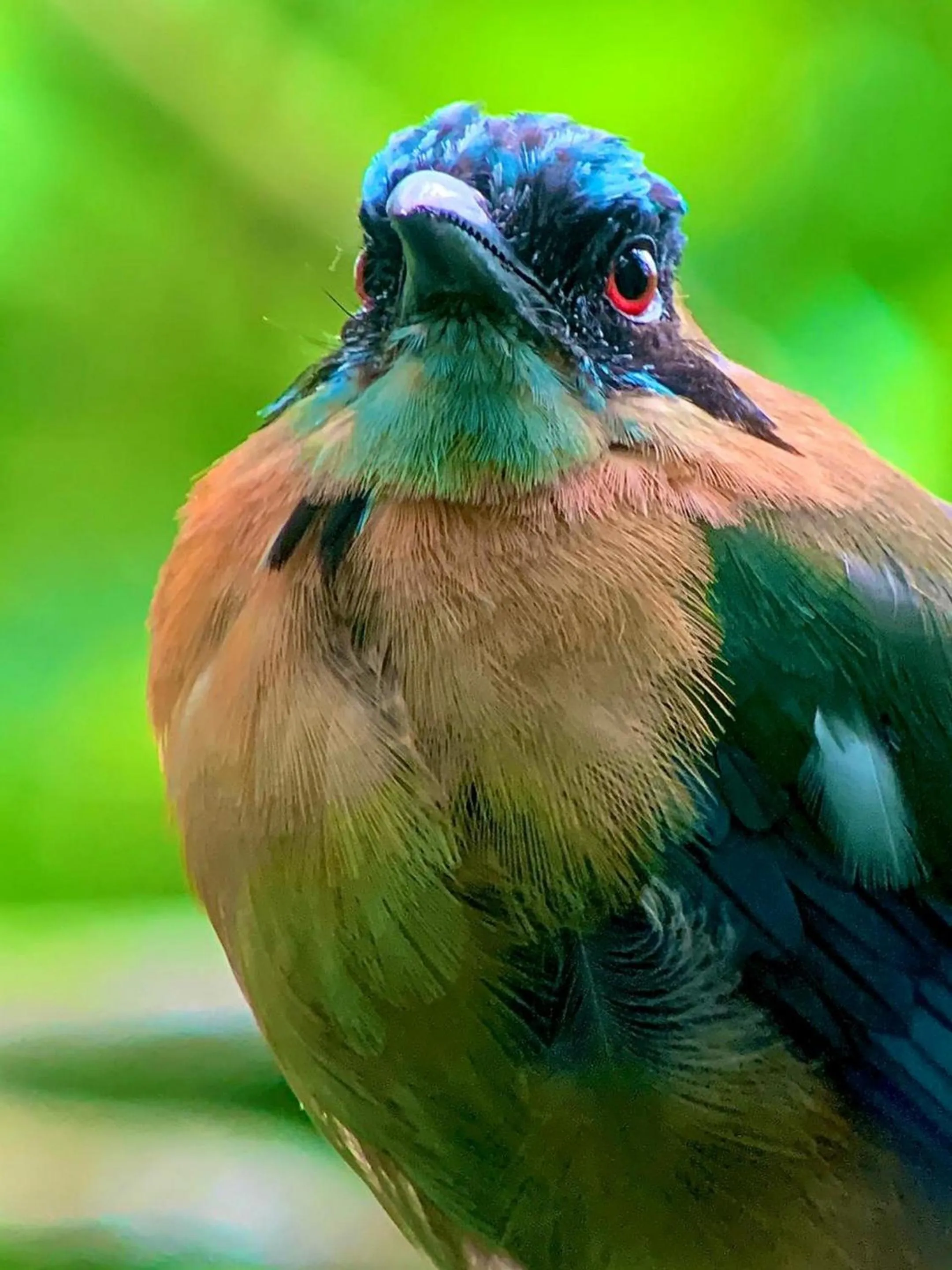 Animals in Fondavela Hotel