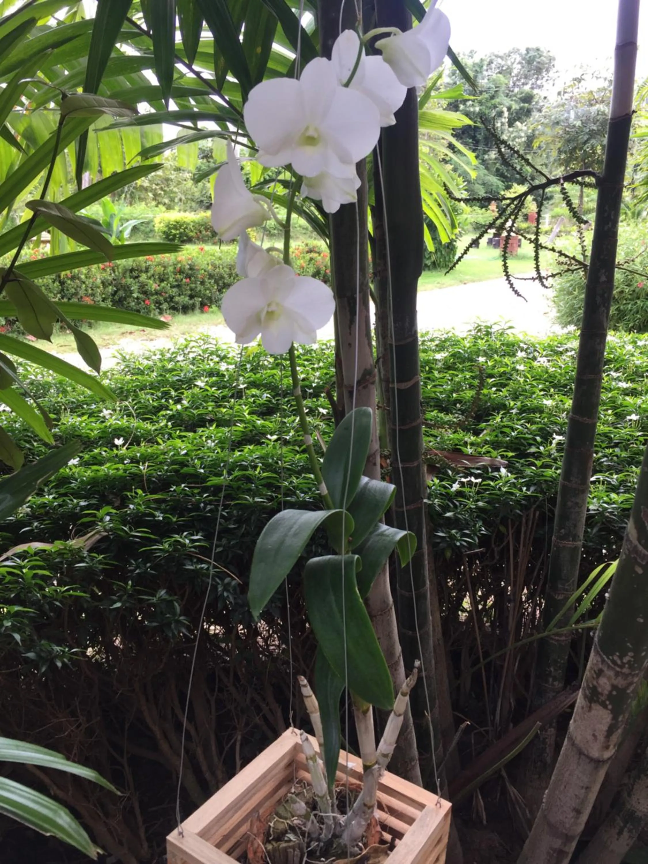 Natural landscape in Sukhothai Indy Resort