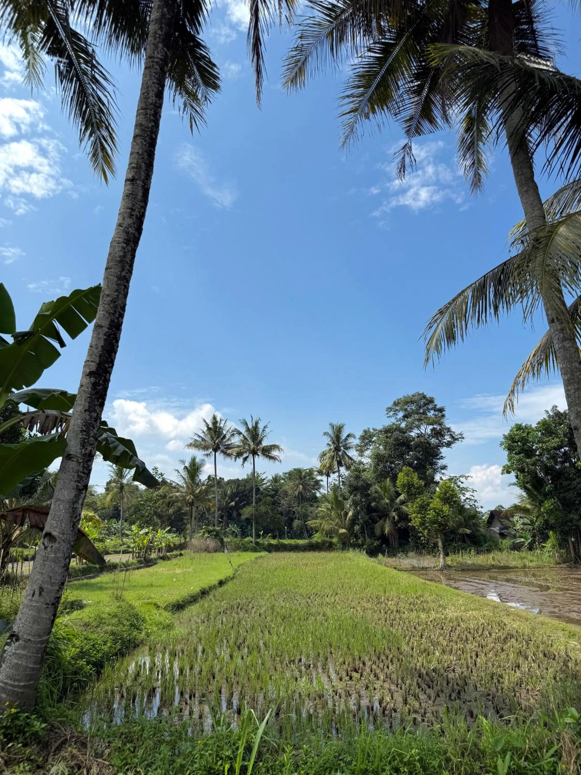 Villa Padi Cangkringan