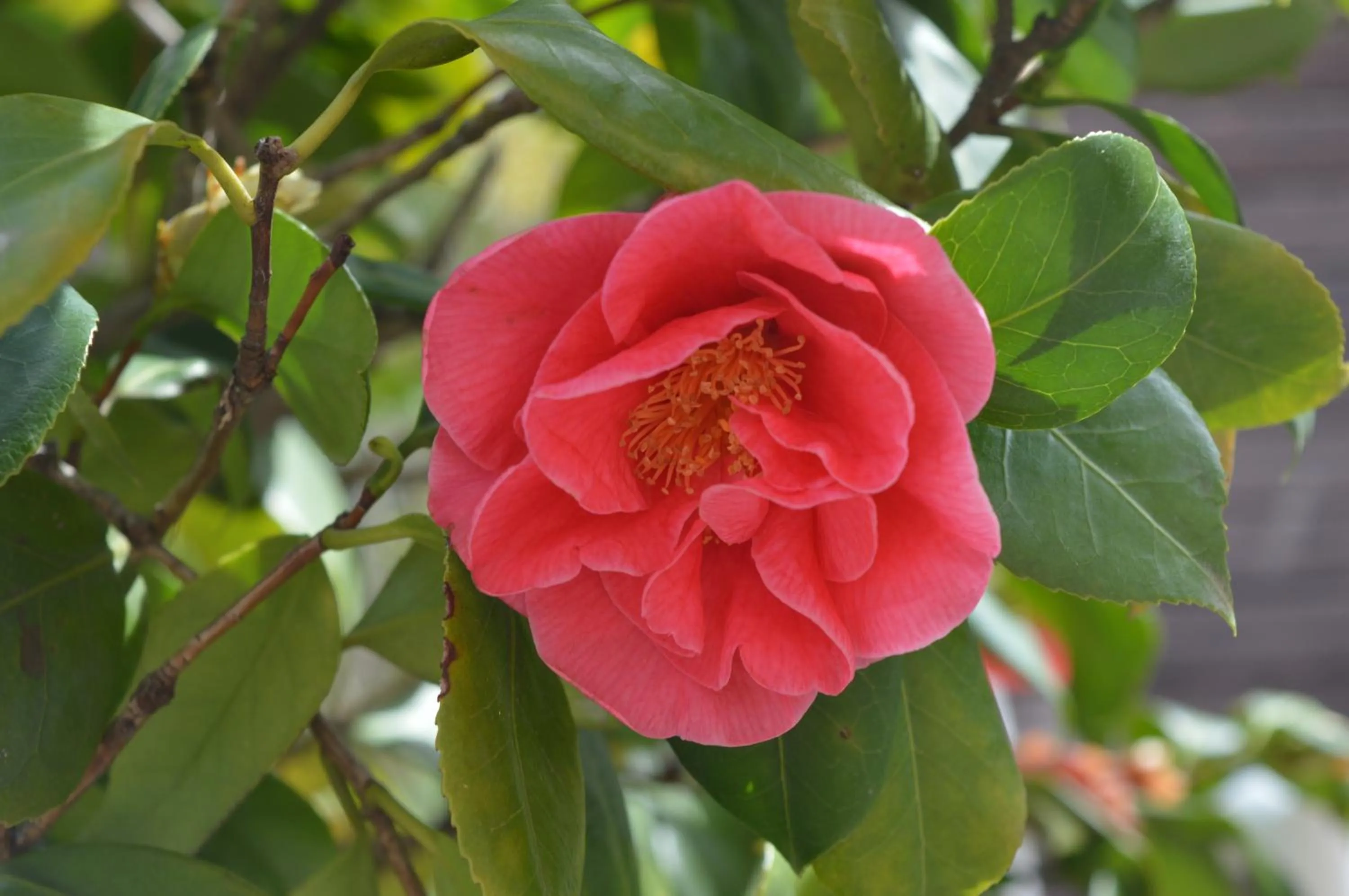 Garden in Il Giardino Nel Parco R&B