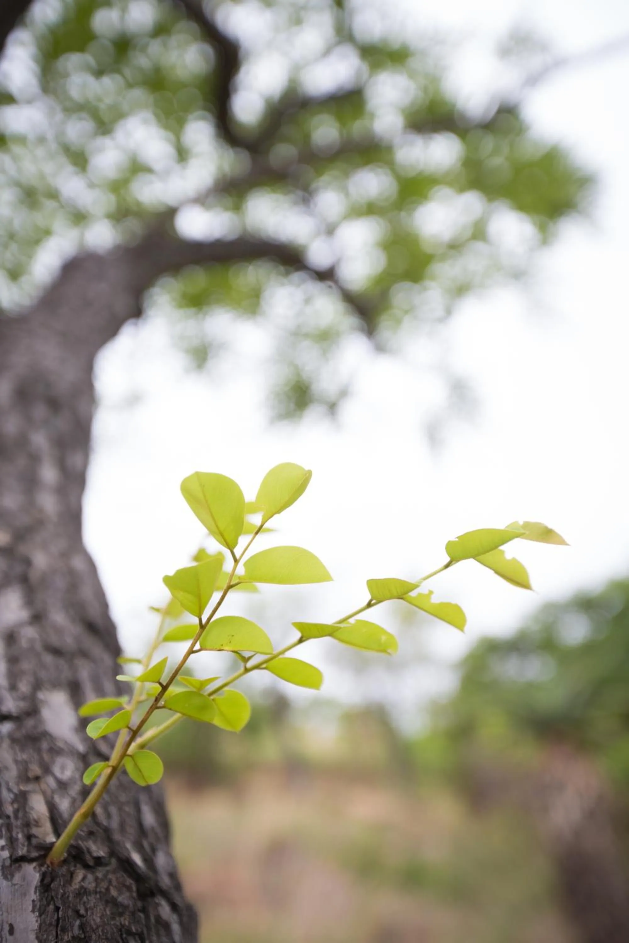 Other in umVangati House