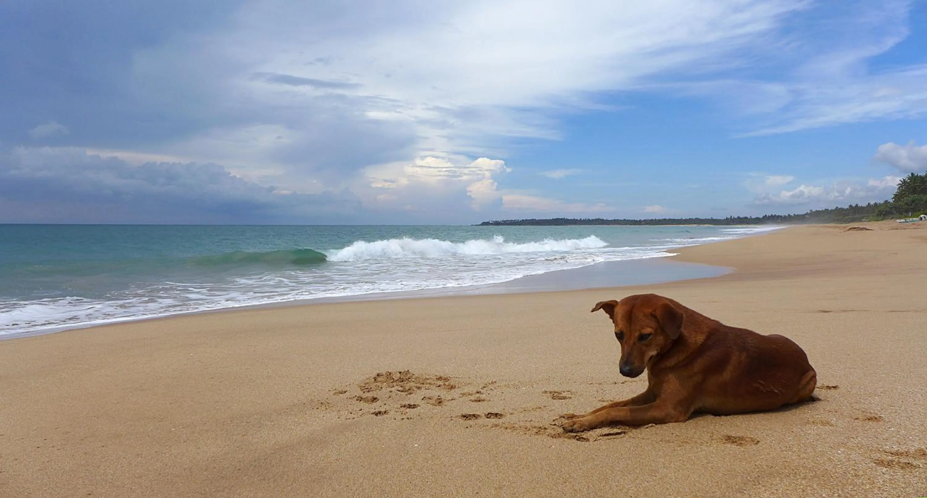 Beach, Pets in Seven Turtles