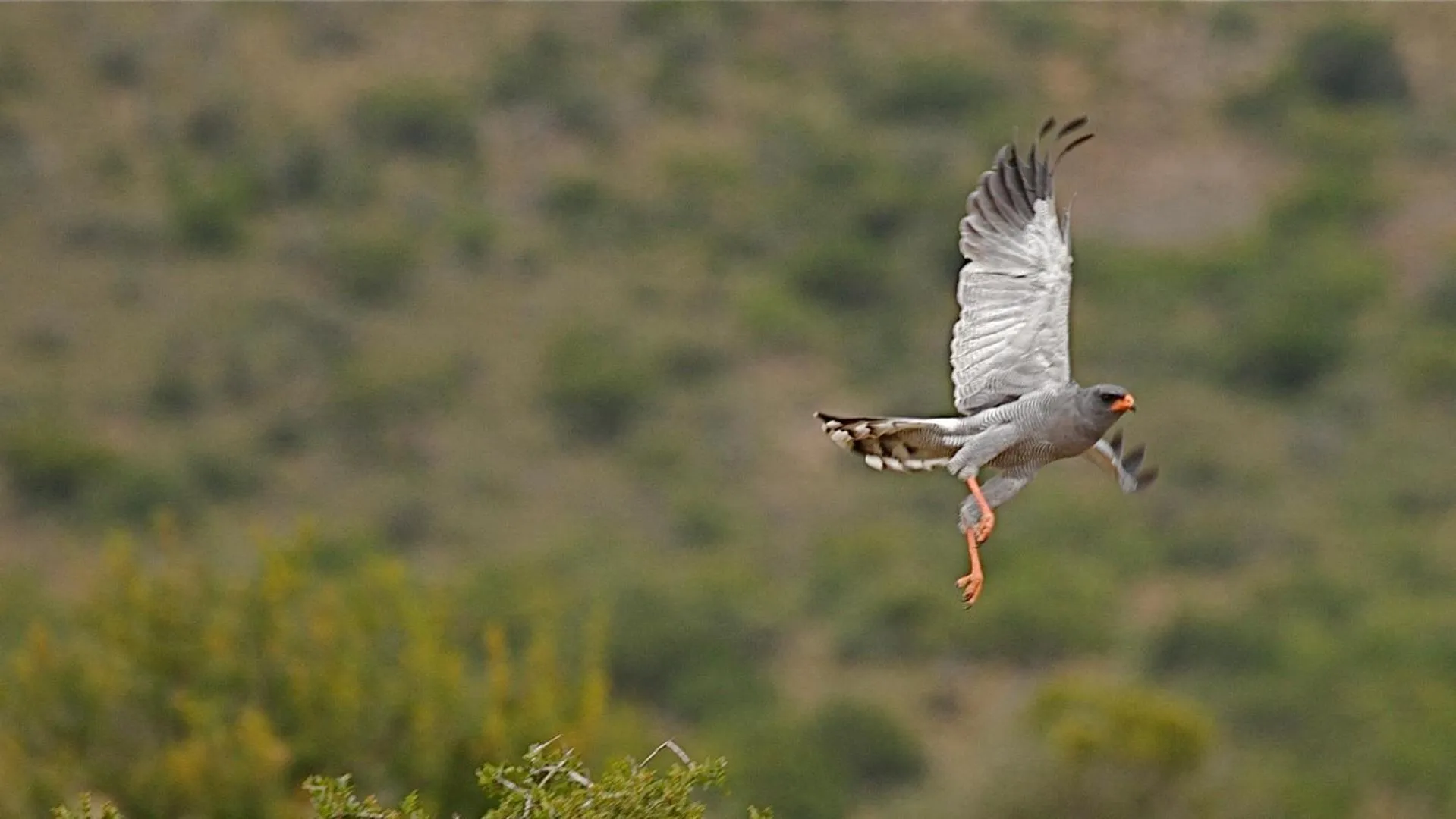 Animals in Mount Camdeboo Private Game Reserve by NEWMARK