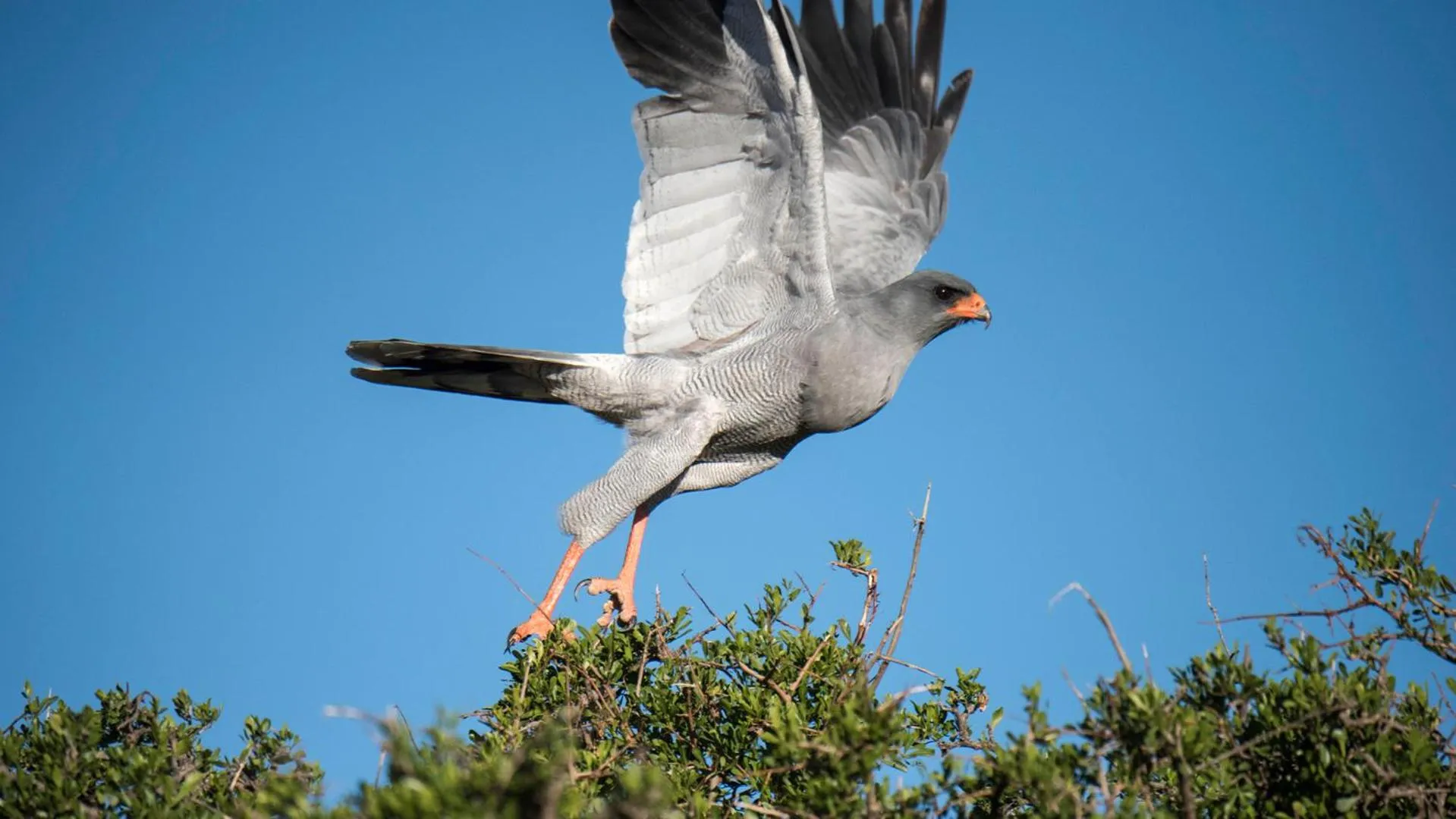 Animals in Mount Camdeboo Private Game Reserve by NEWMARK