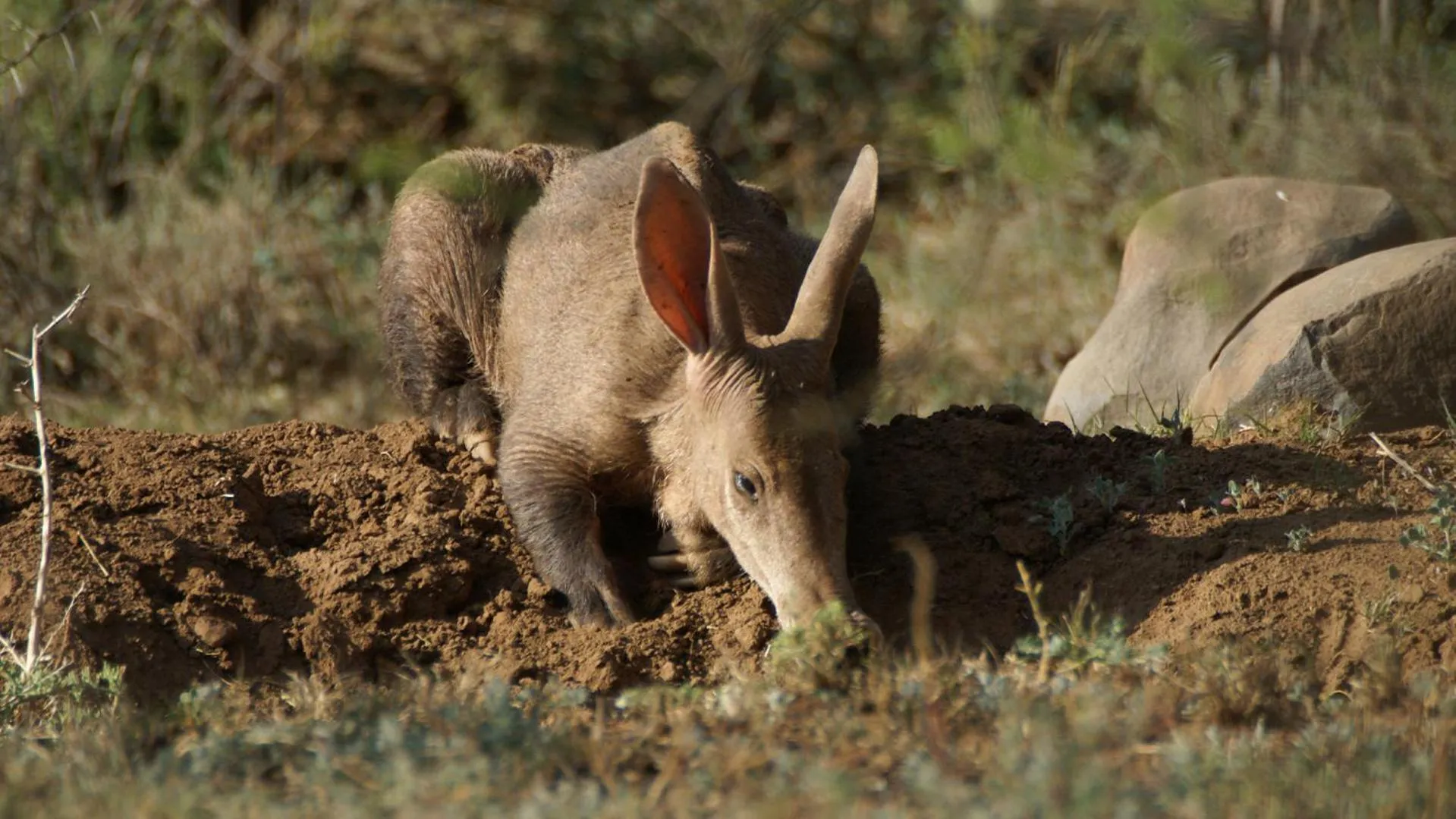 Animals in Mount Camdeboo Private Game Reserve by NEWMARK