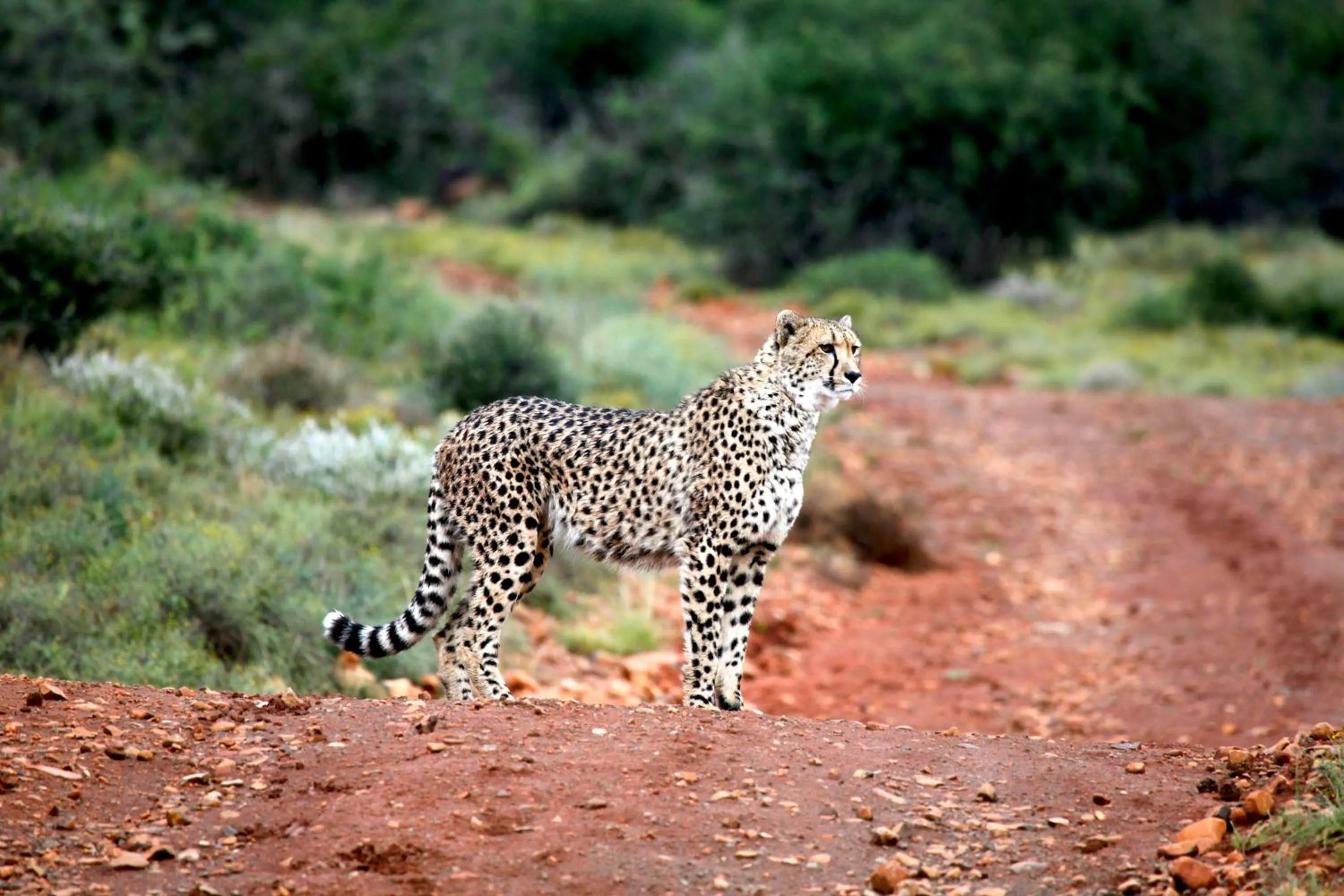 Animals in Mount Camdeboo Private Game Reserve by NEWMARK