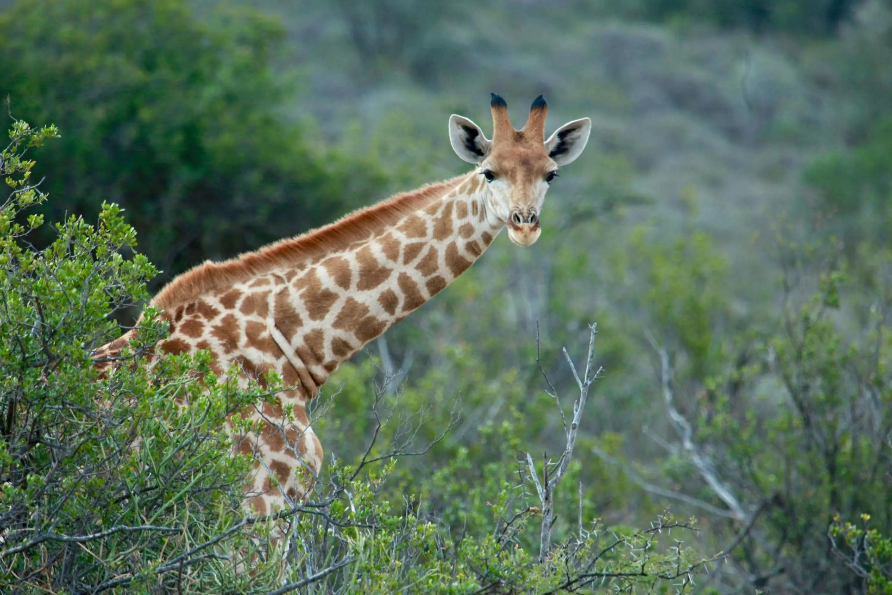 Animals in Mount Camdeboo Private Game Reserve by NEWMARK