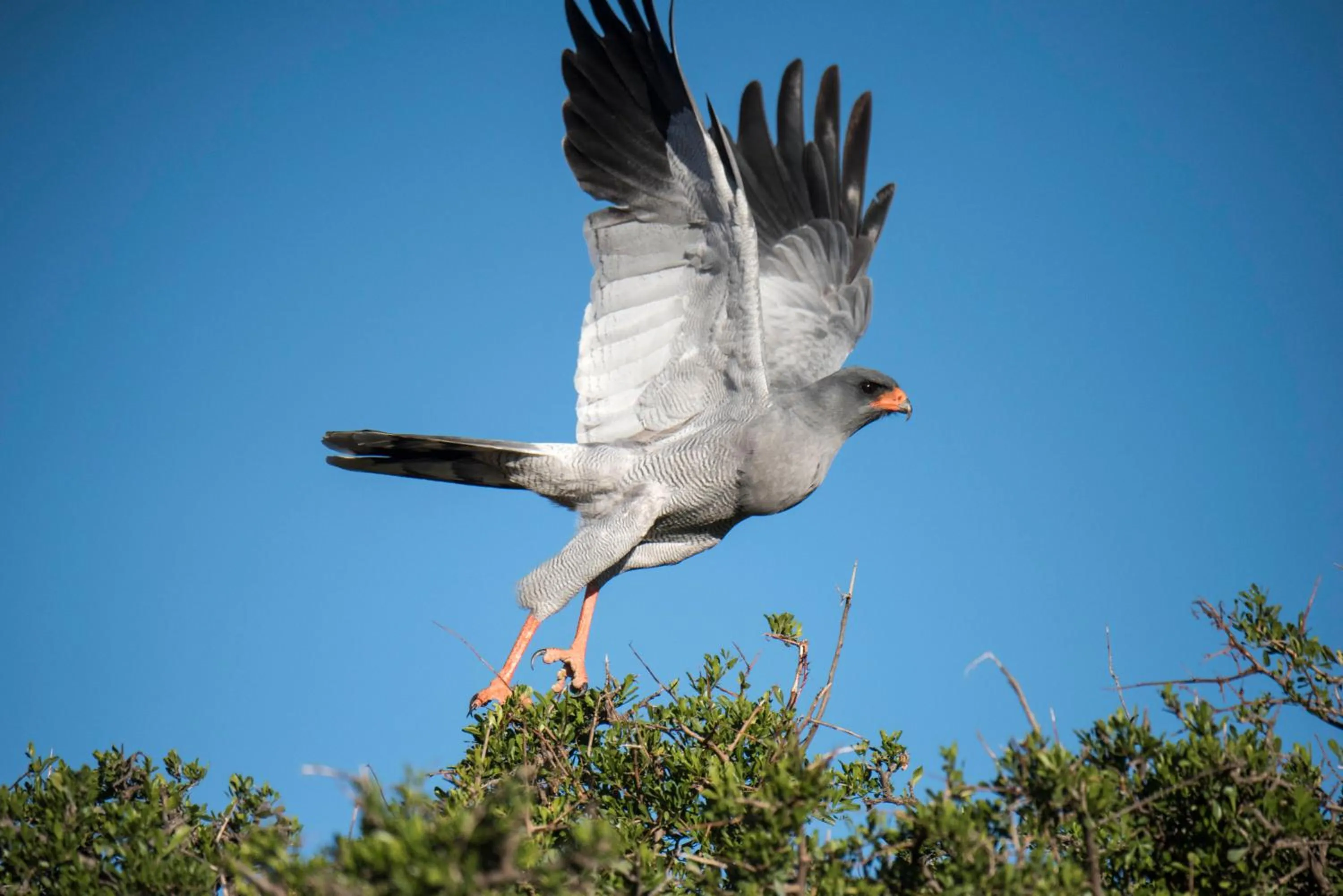 Animals in Mount Camdeboo Private Game Reserve by NEWMARK
