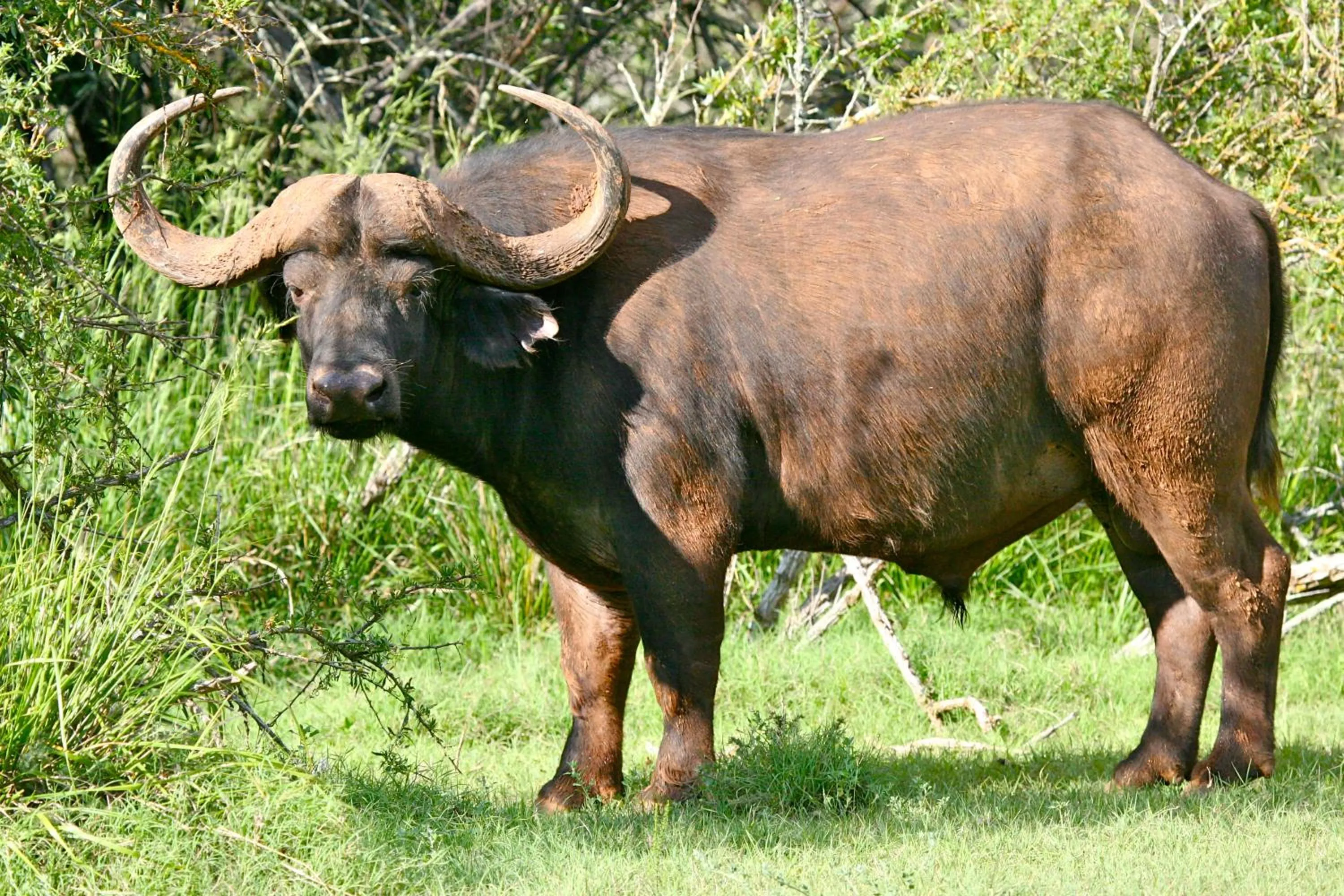 Animals in Mount Camdeboo Private Game Reserve by NEWMARK