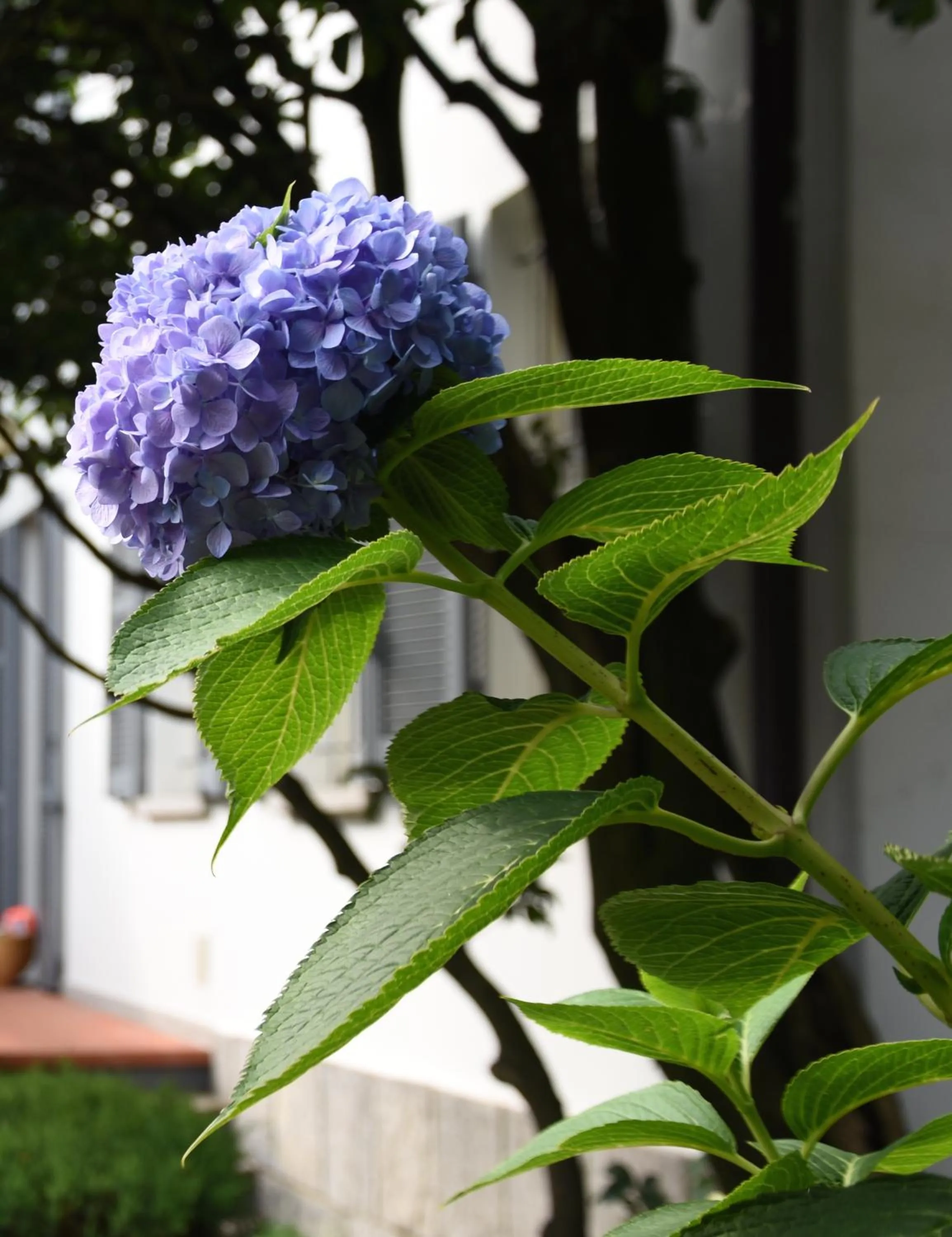 Spring in Antica Casa Balsari