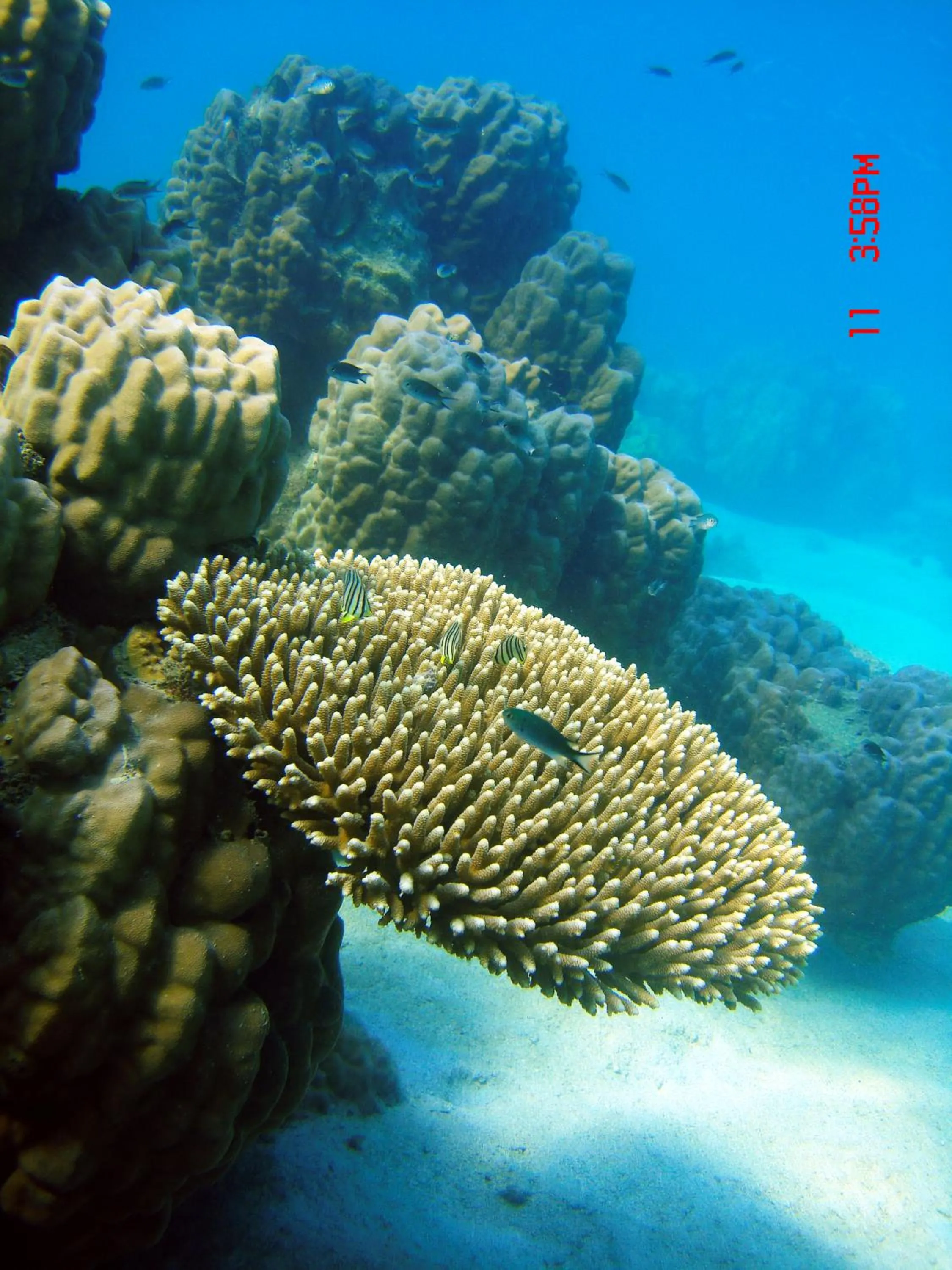 Animals in Koh Mak Cococape Resort