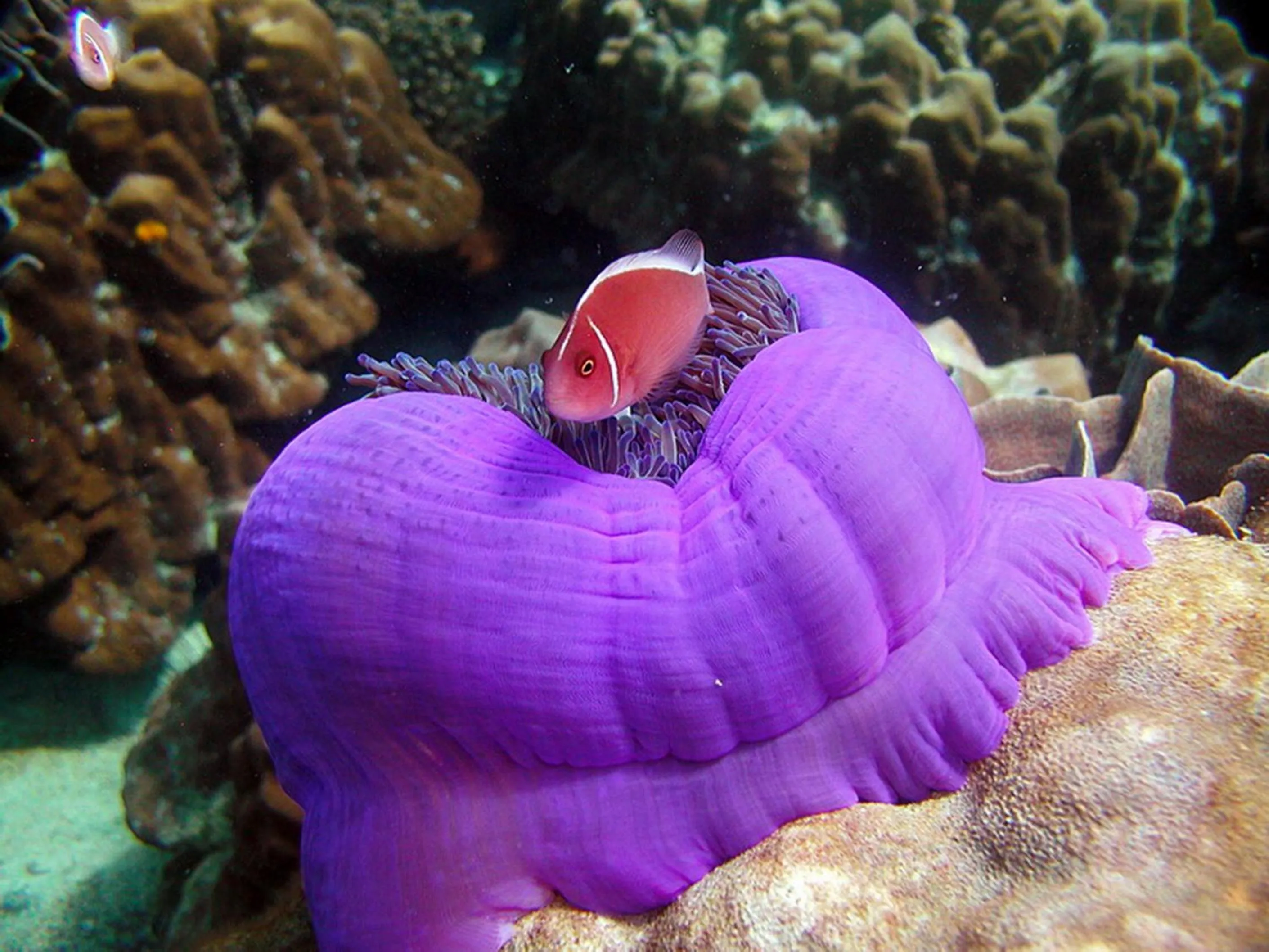 Animals in Koh Mak Cococape Resort