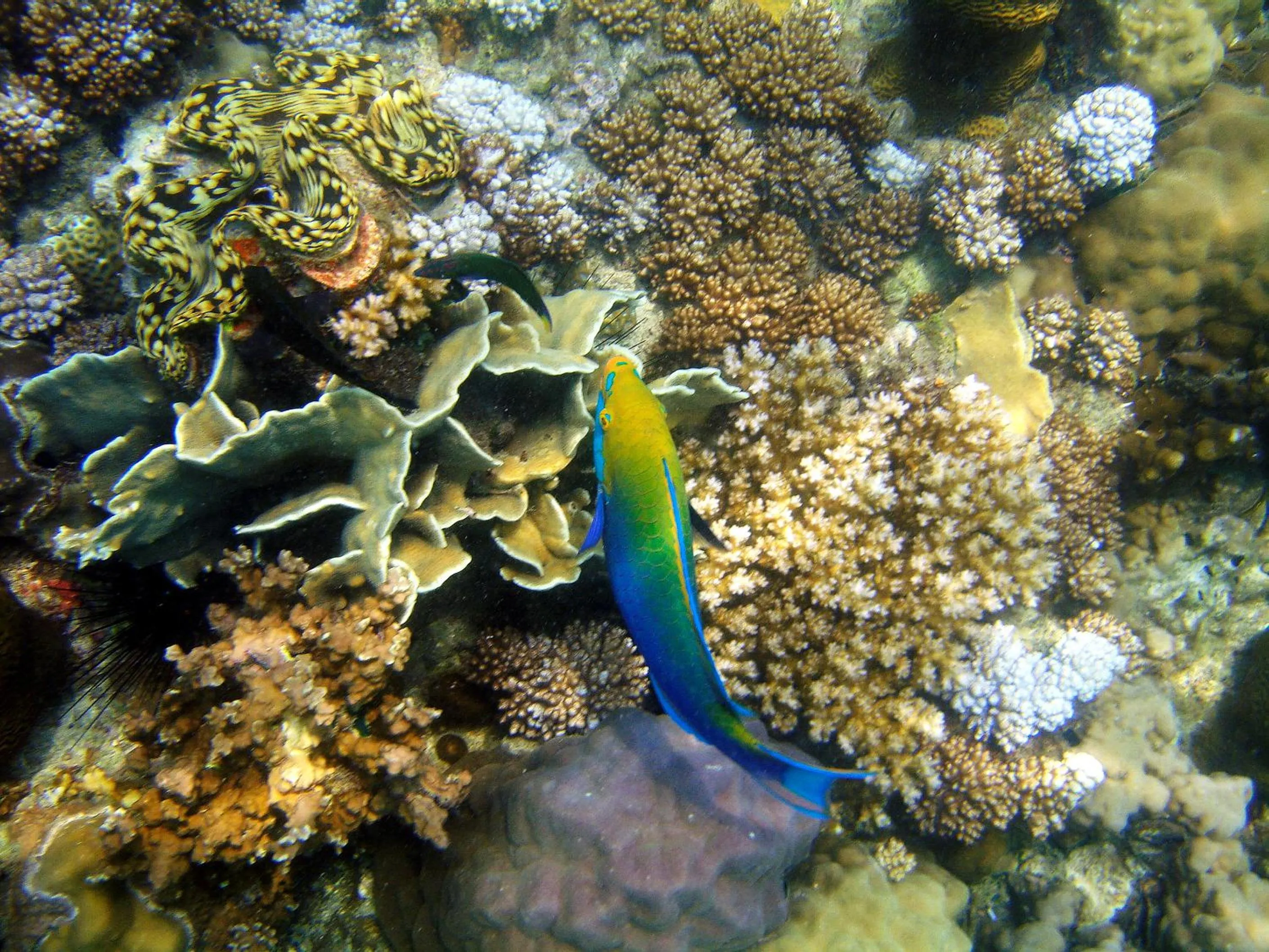 Animals in Koh Mak Cococape Resort