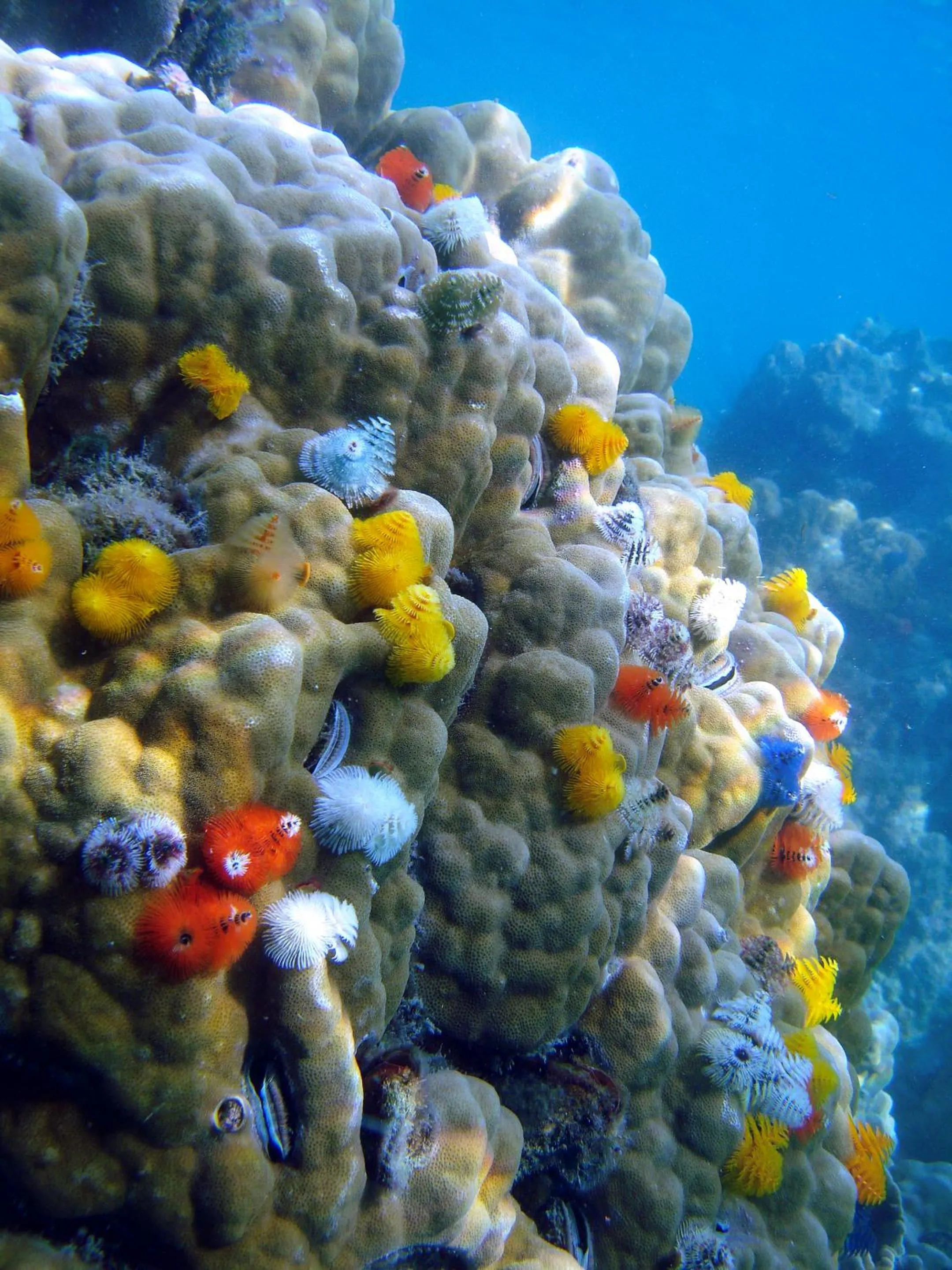 Snorkeling in Koh Mak Cococape Resort