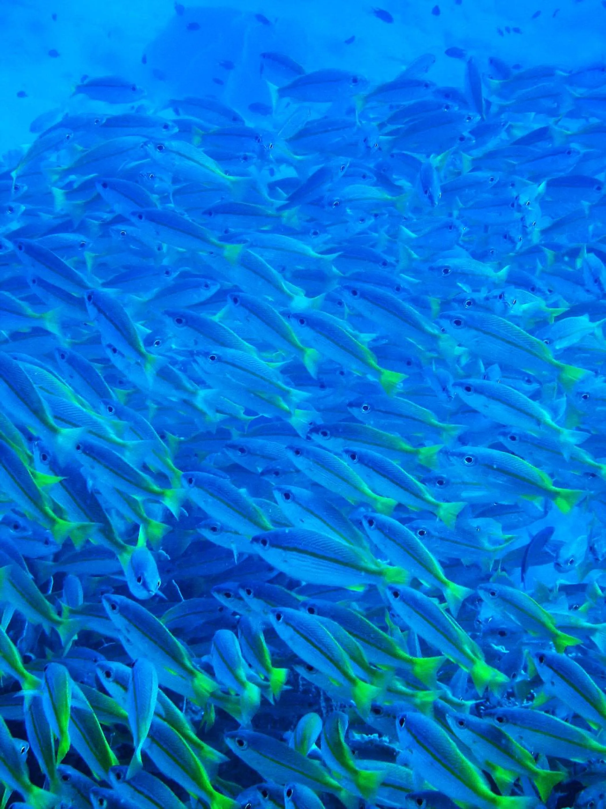 Snorkeling in Koh Mak Cococape Resort