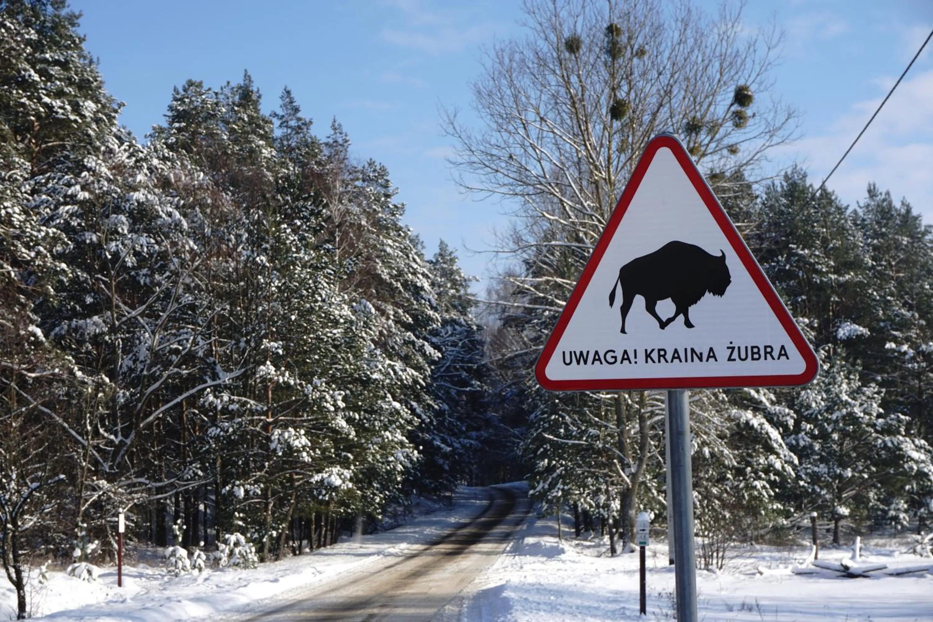 Activities in Dwór Bartnika